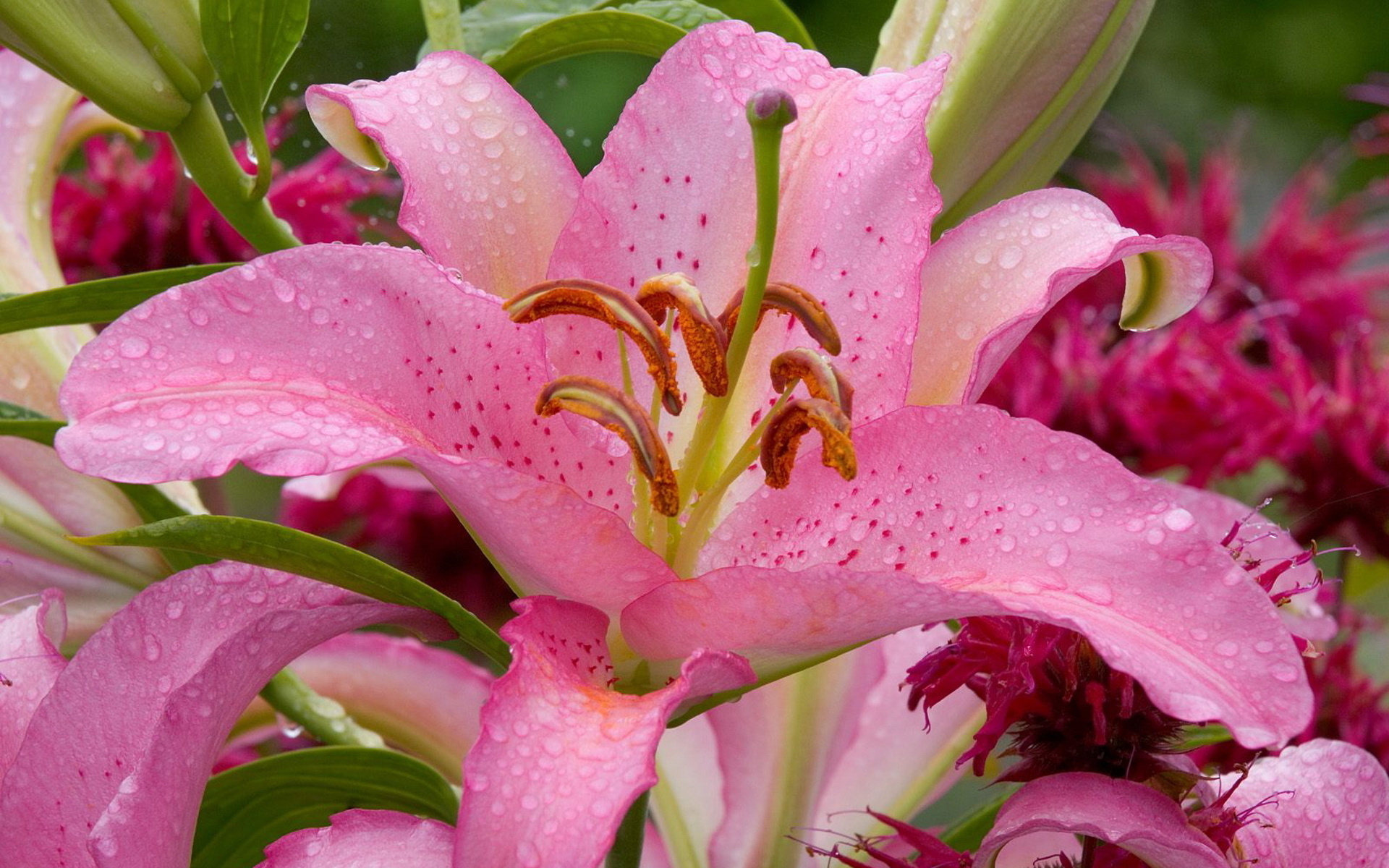 lilium, , flower, beauty, pink lily, Nature wallpapers, , waterdrops