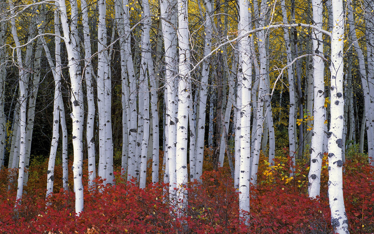 aspen forest, wasatch range, utah, 