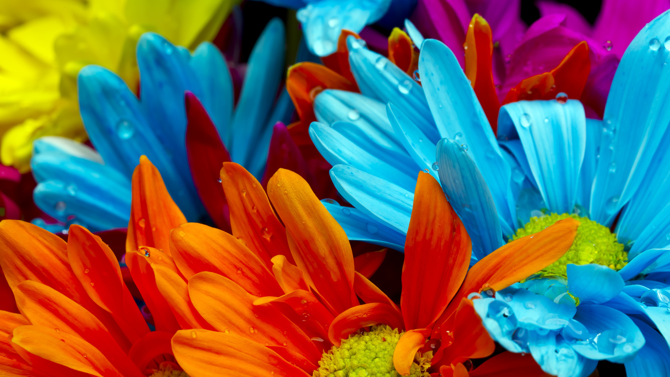 violet, lactic, Bright colorful flowers, orange, red, water drops