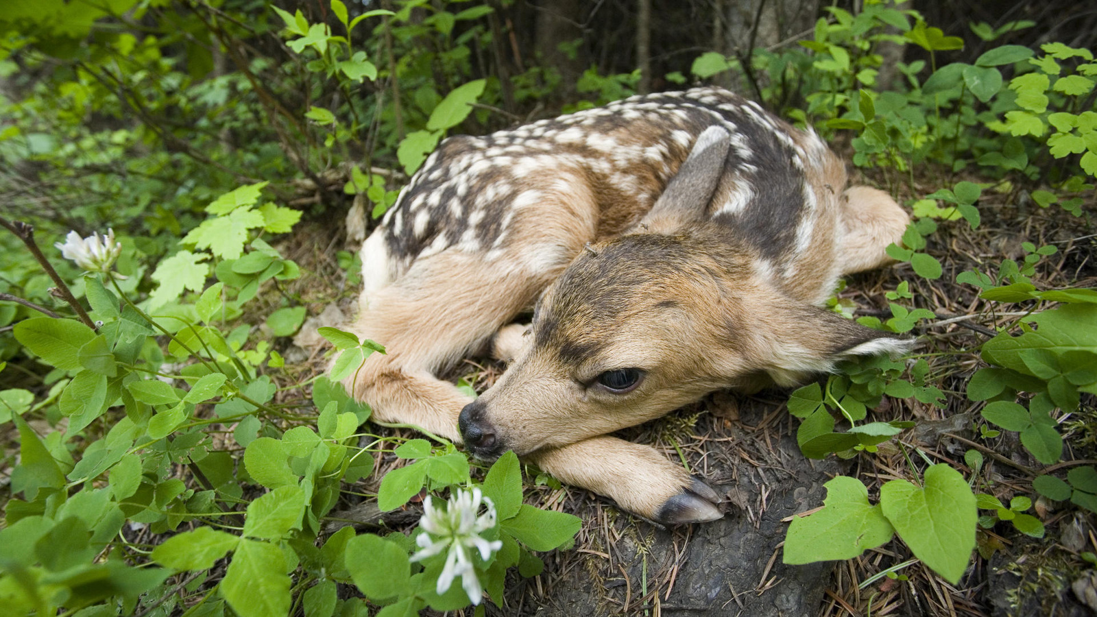 newborn fawn, siuslaw national forest, oregon