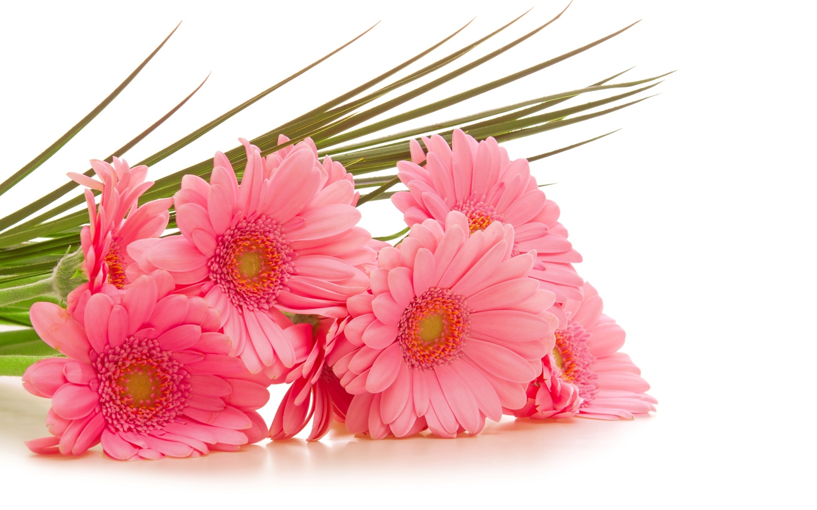 ,  , , , gerbera