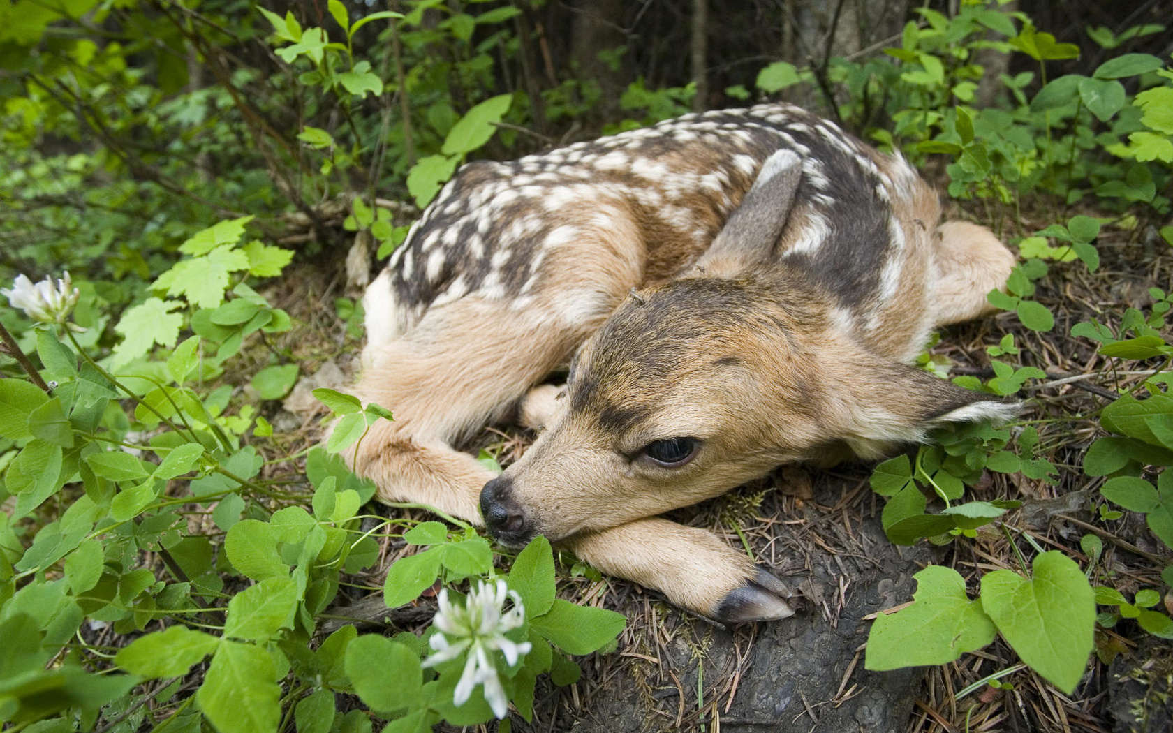 newborn fawn, siuslaw national forest, oregon