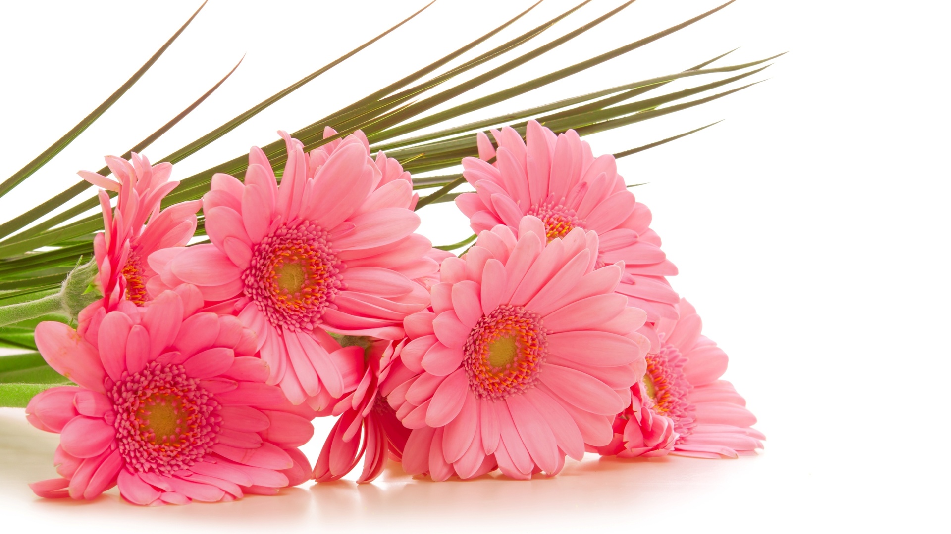 ,  , , , gerbera