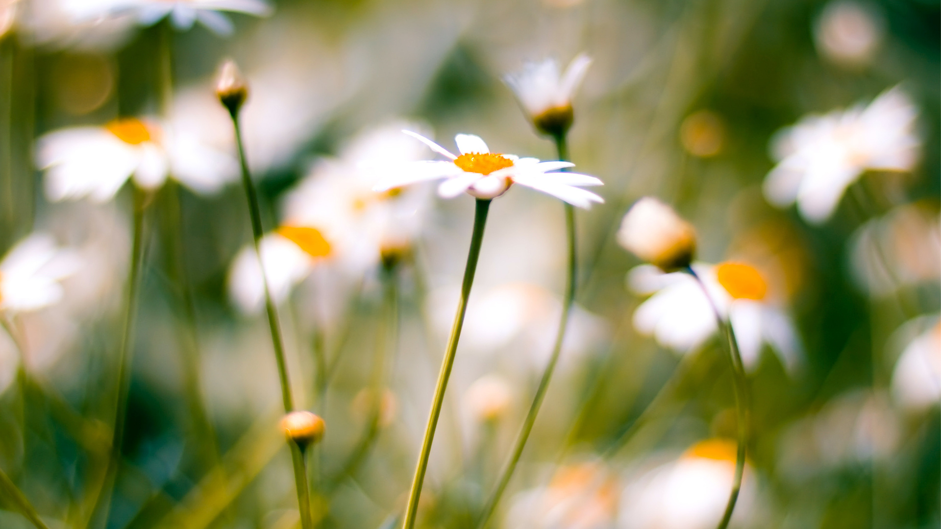 , , macro, daisies, 