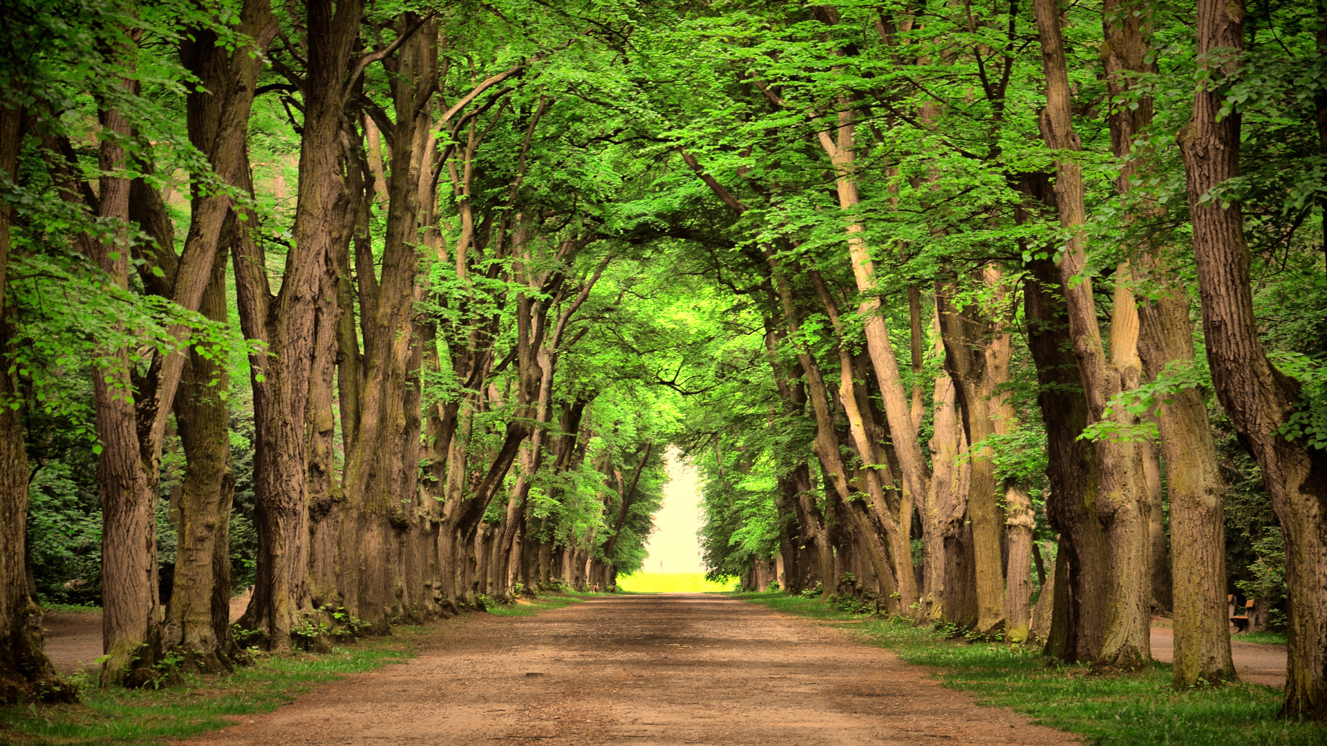 road, green, trees, beautiful, landscape, nature, , , , , , 