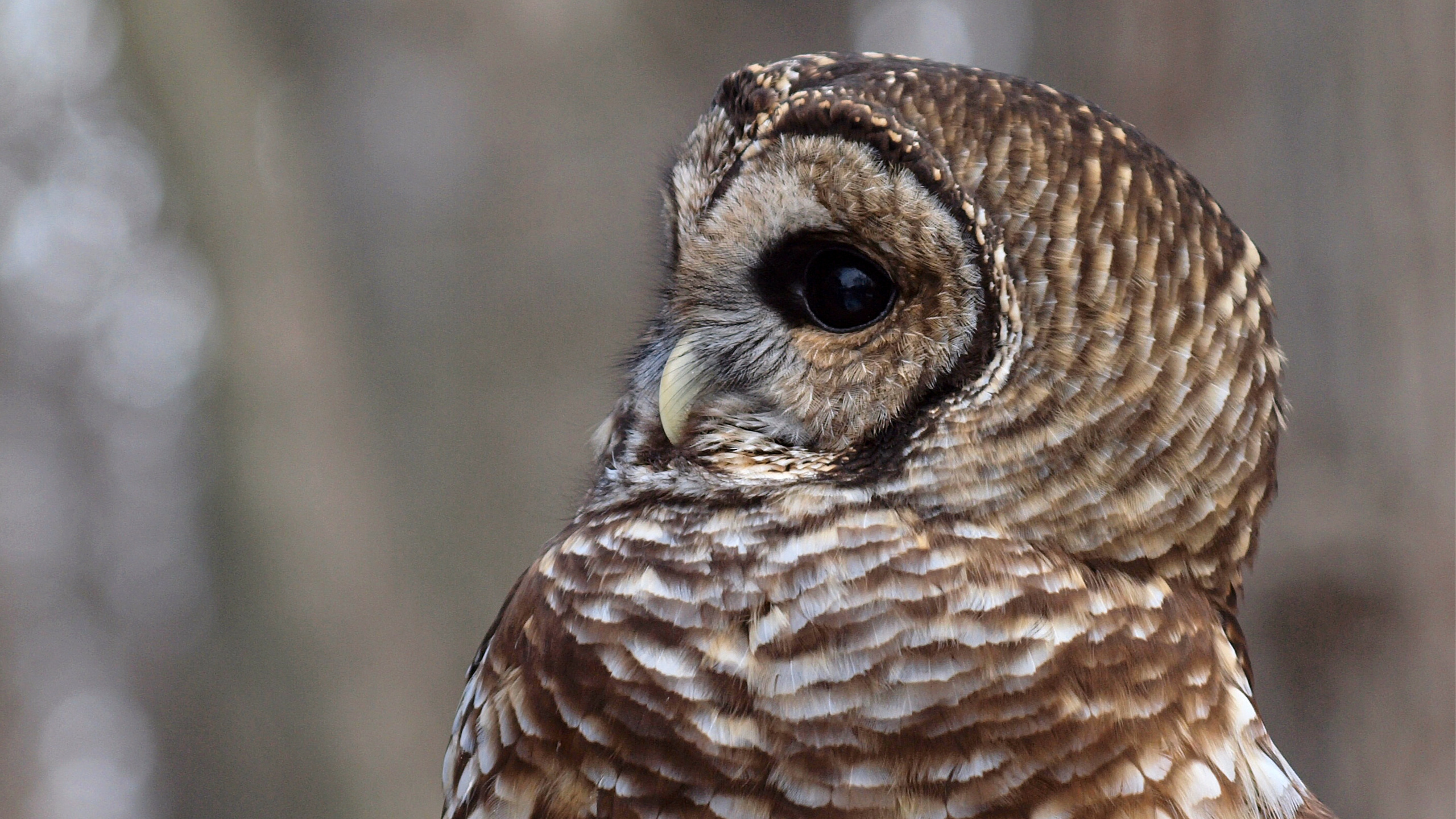 , strix varia, , Barred owl, ,  