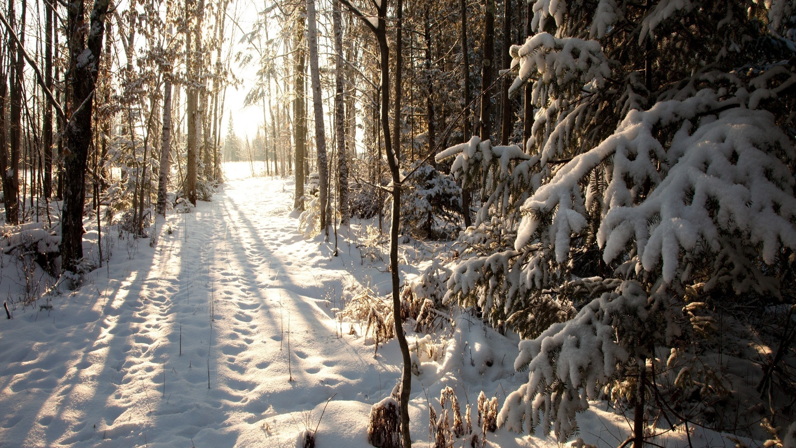 , wisconsin, United states, winter, , northern woods, phillips