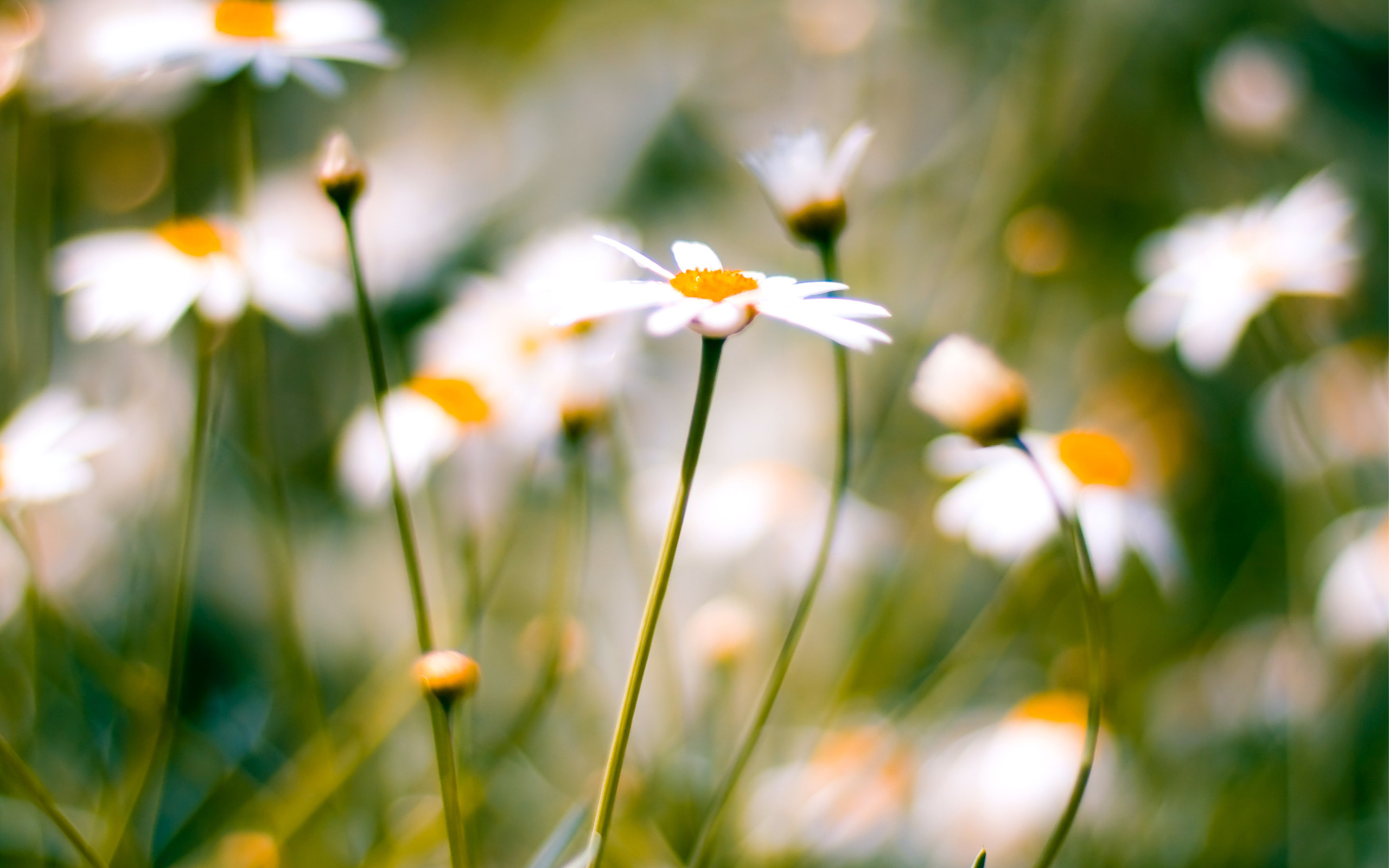 , , macro, daisies, 