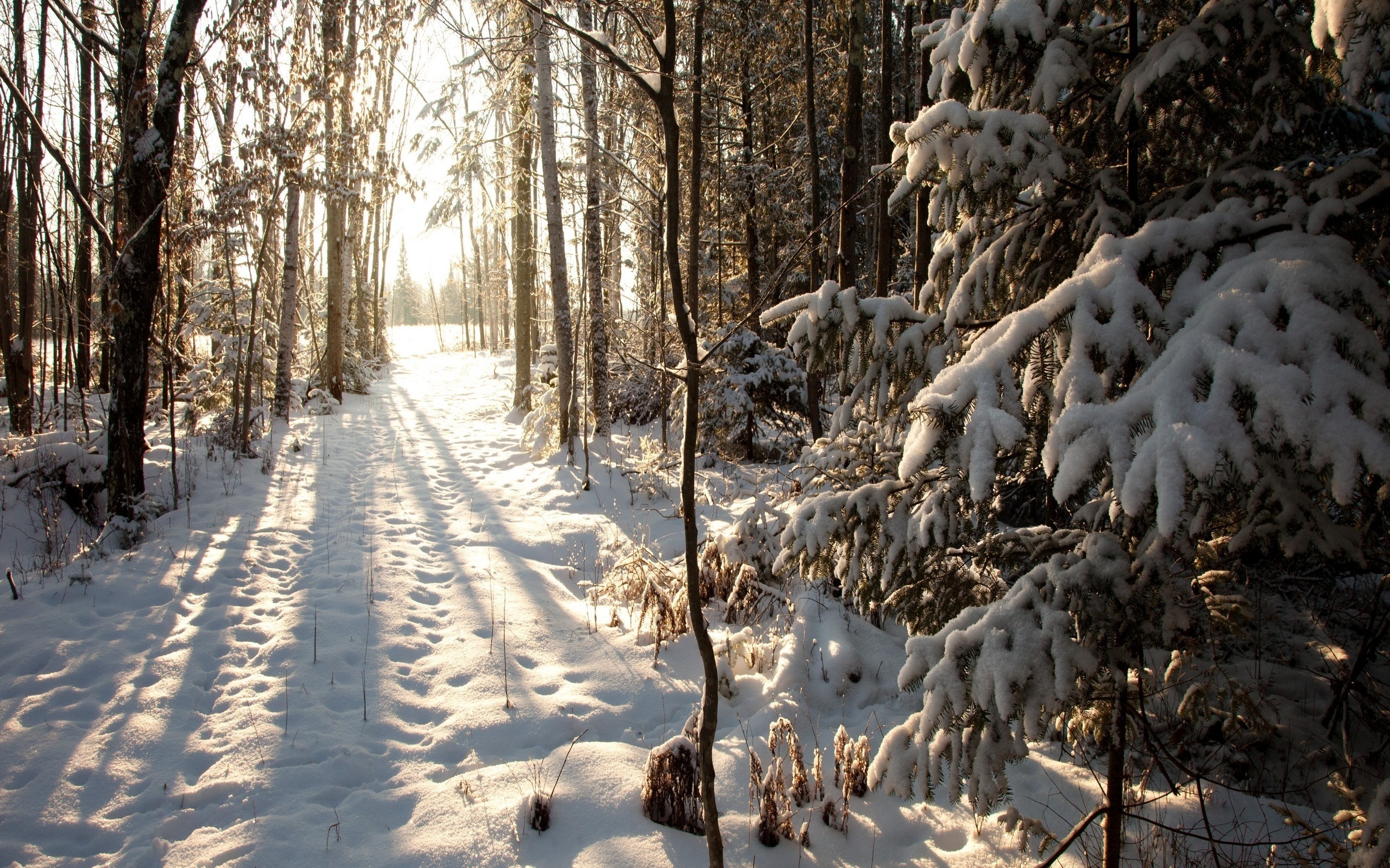 , wisconsin, United states, winter, , northern woods, phillips