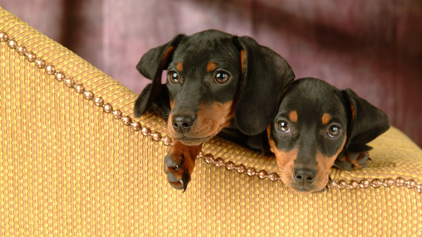 , dachshund, , , 