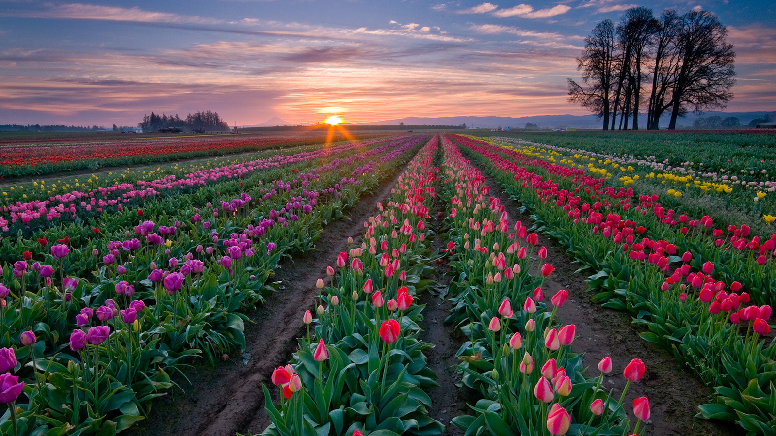 farm, town, nature