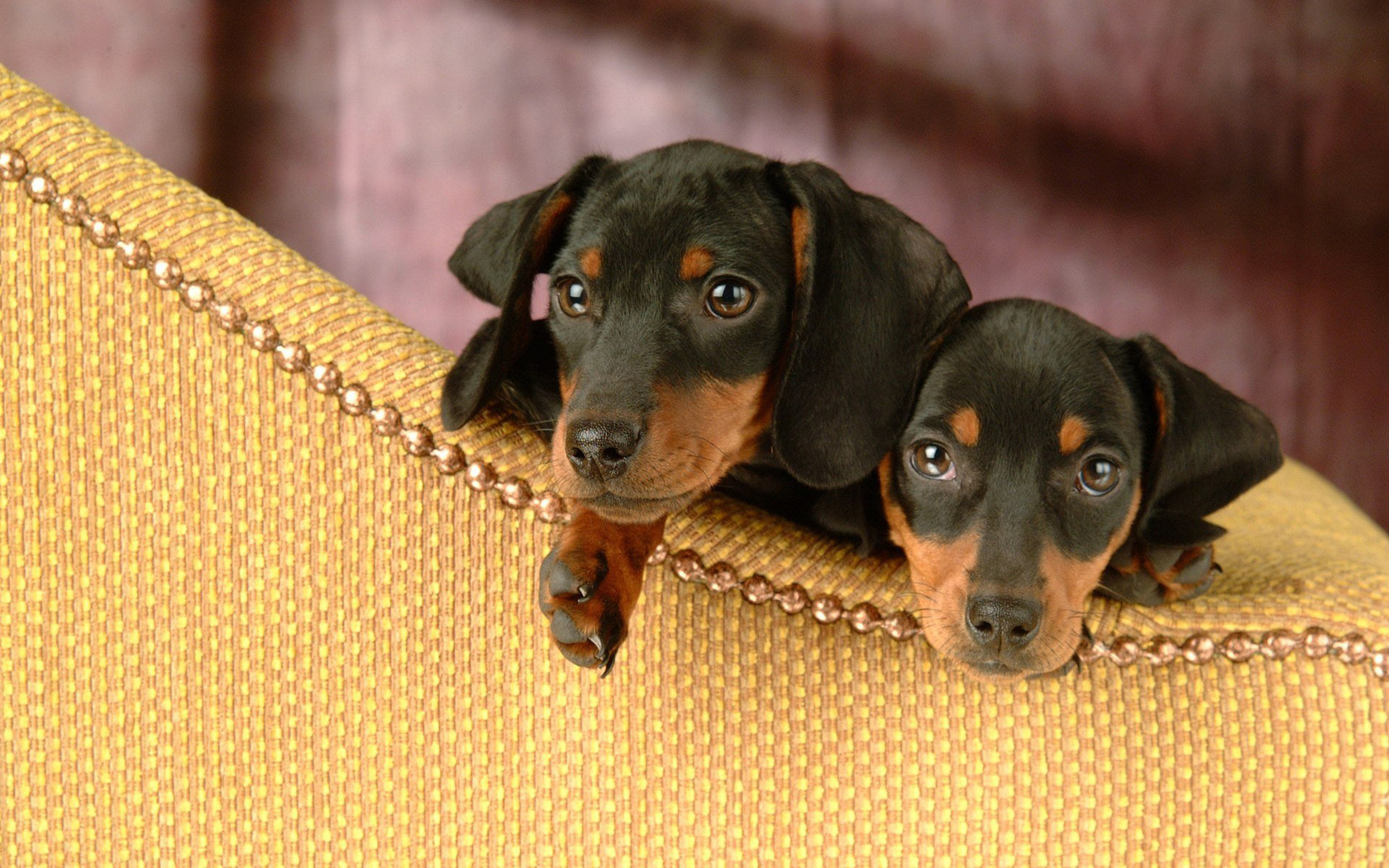 , dachshund, , , 