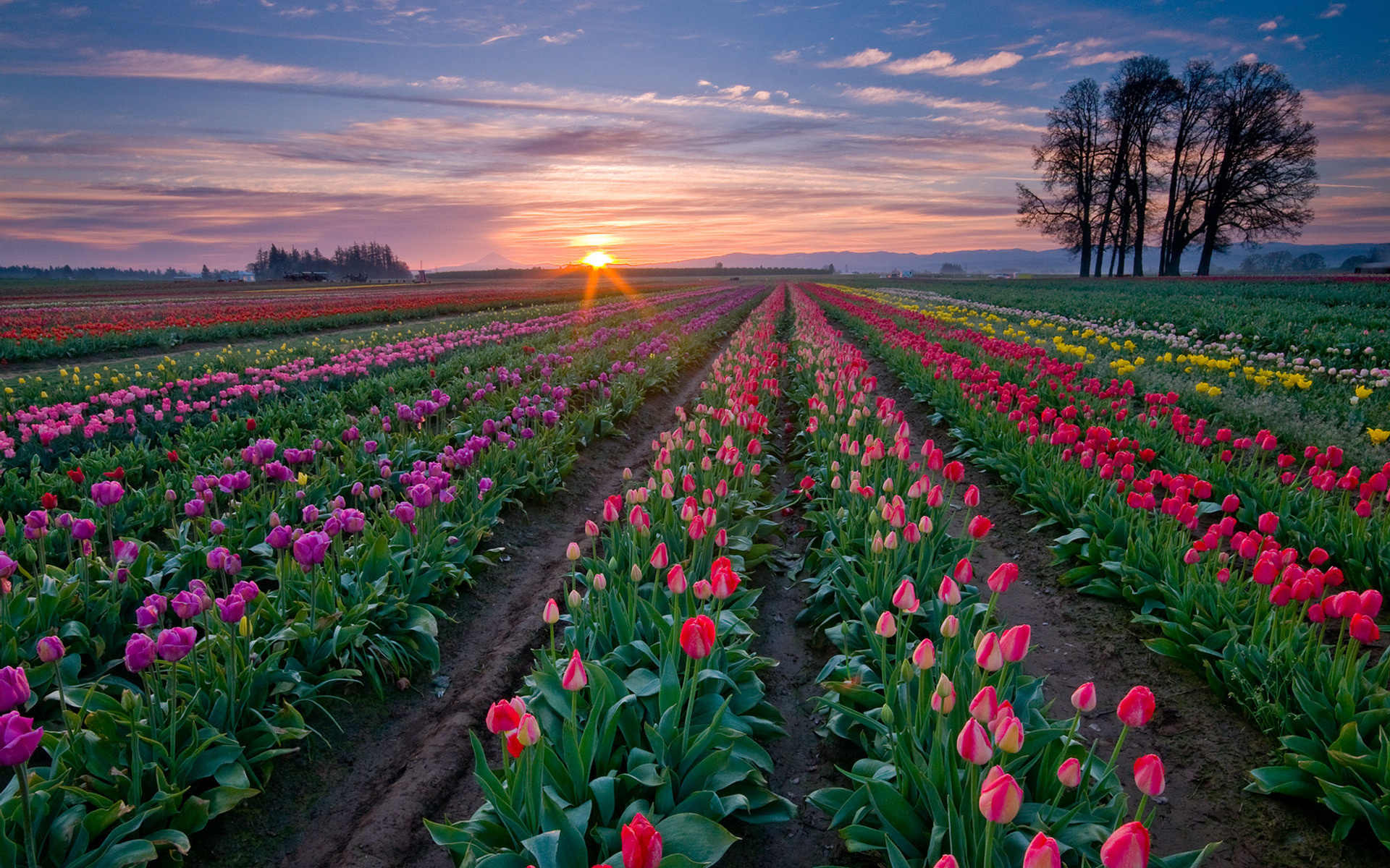 farm, town, nature