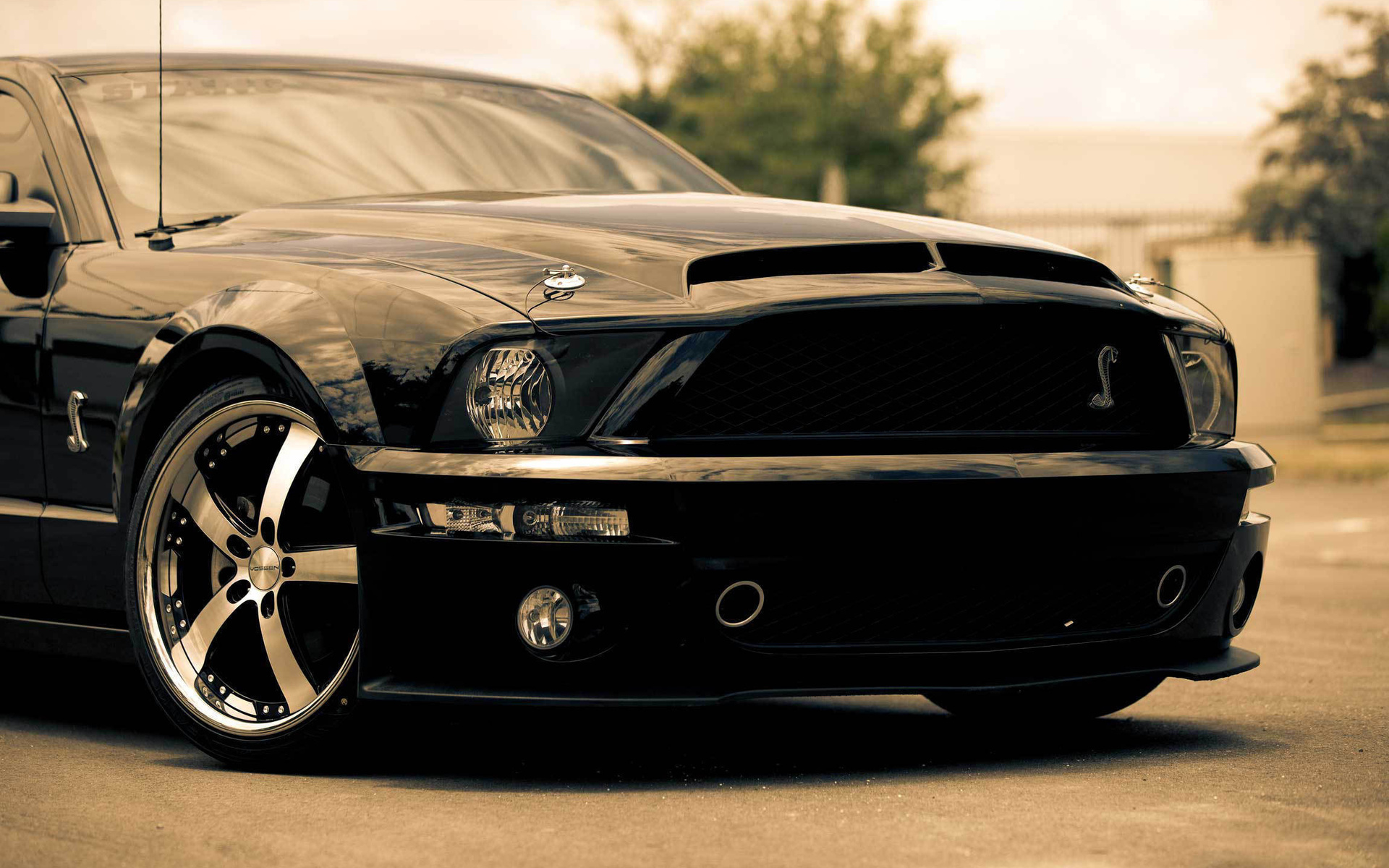 , , , muscle car, mustang, shelby, , gt500, black, Ford