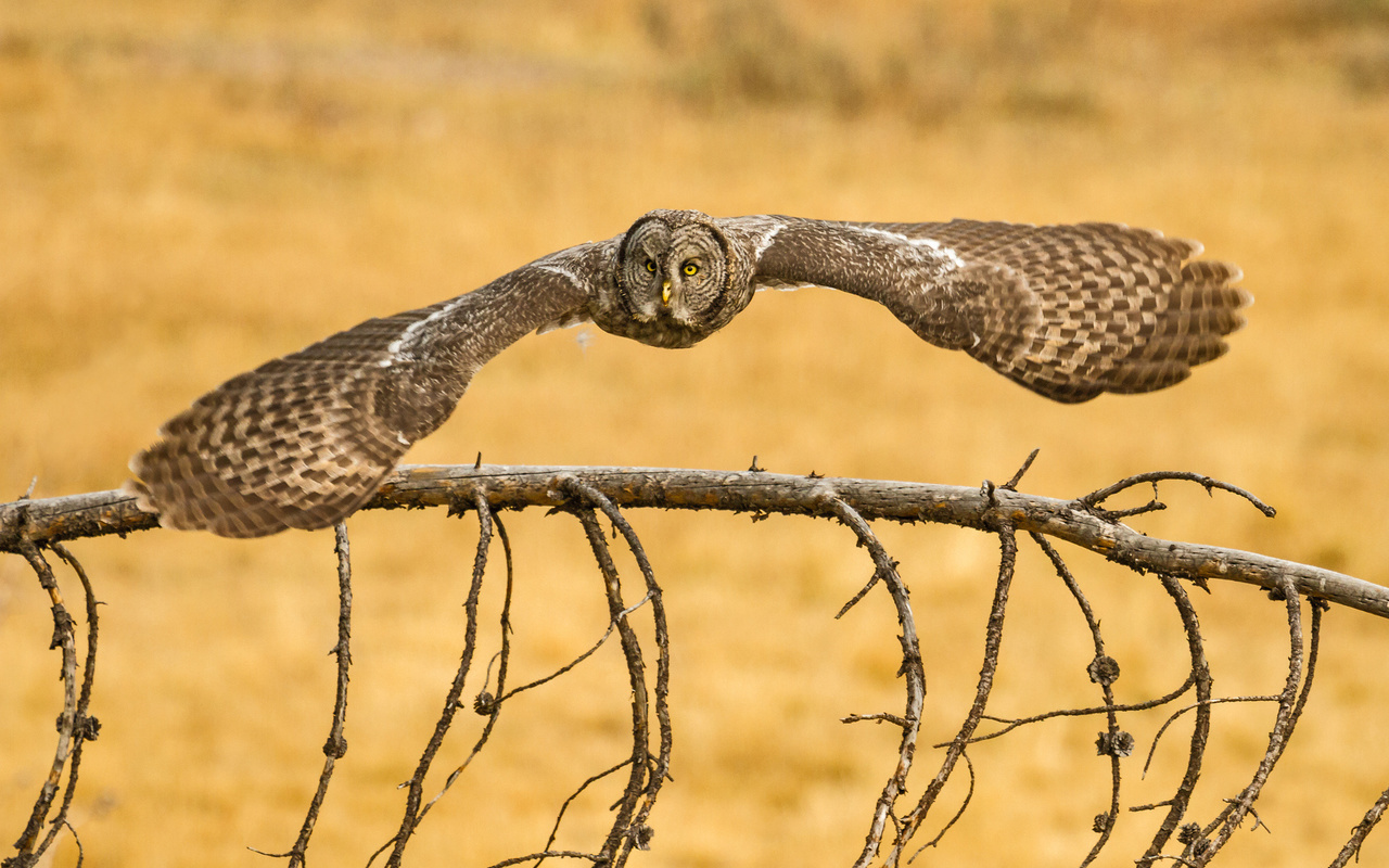 lapland owl, , , great grey owl,  , owl, predator