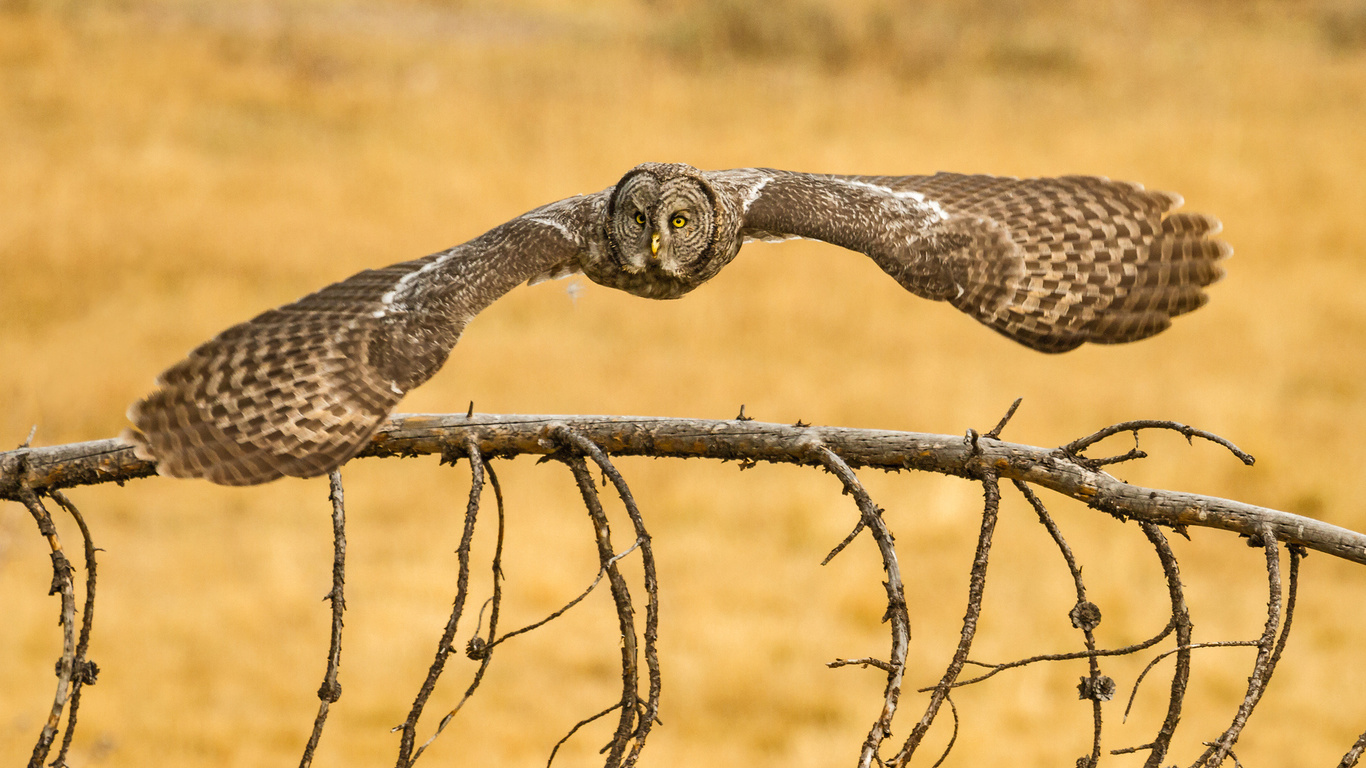 lapland owl, , , great grey owl,  , owl, predator