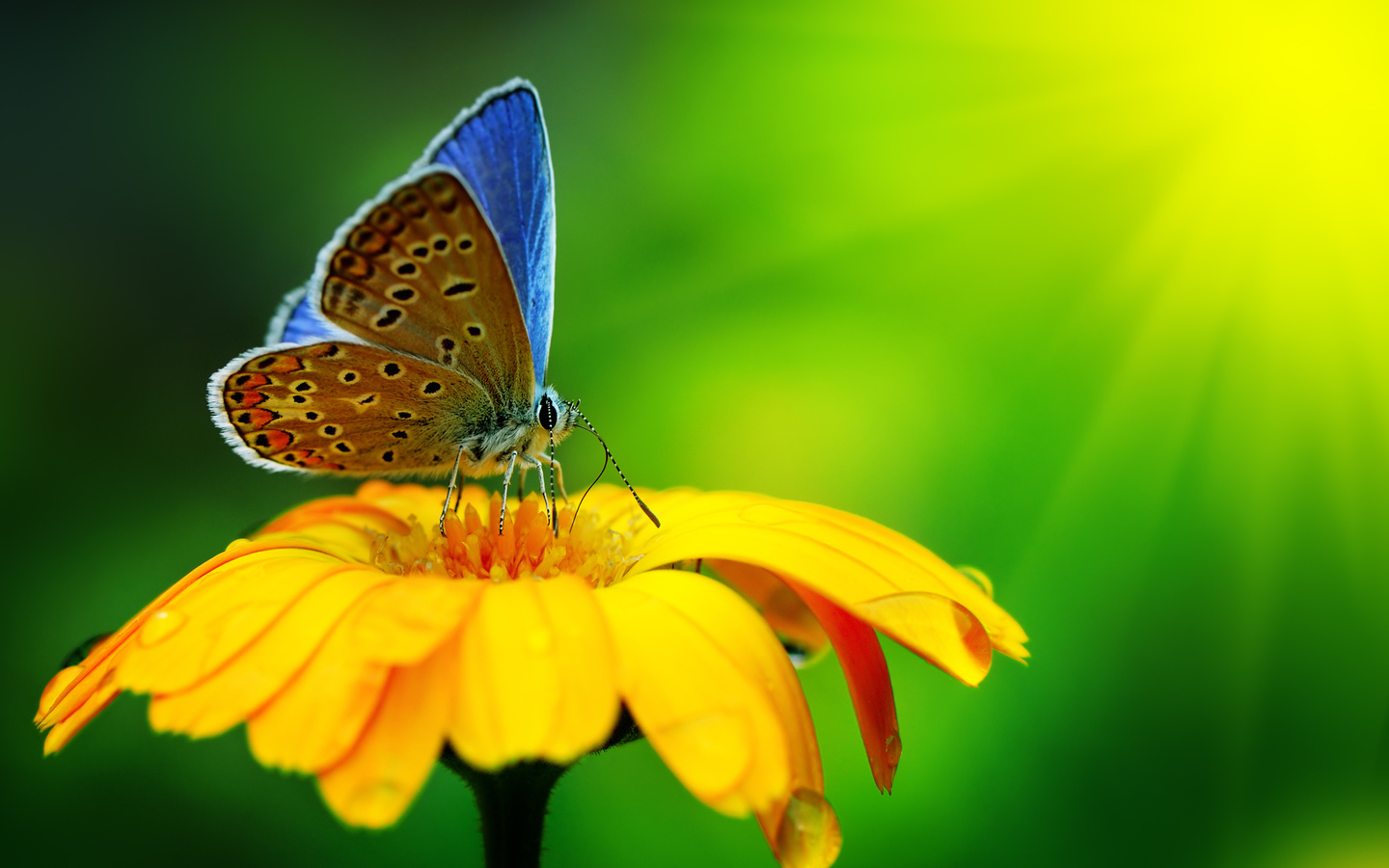 beautiful, butterfly, yellow flower, macro, nature, water drops, , ,  , , ,  