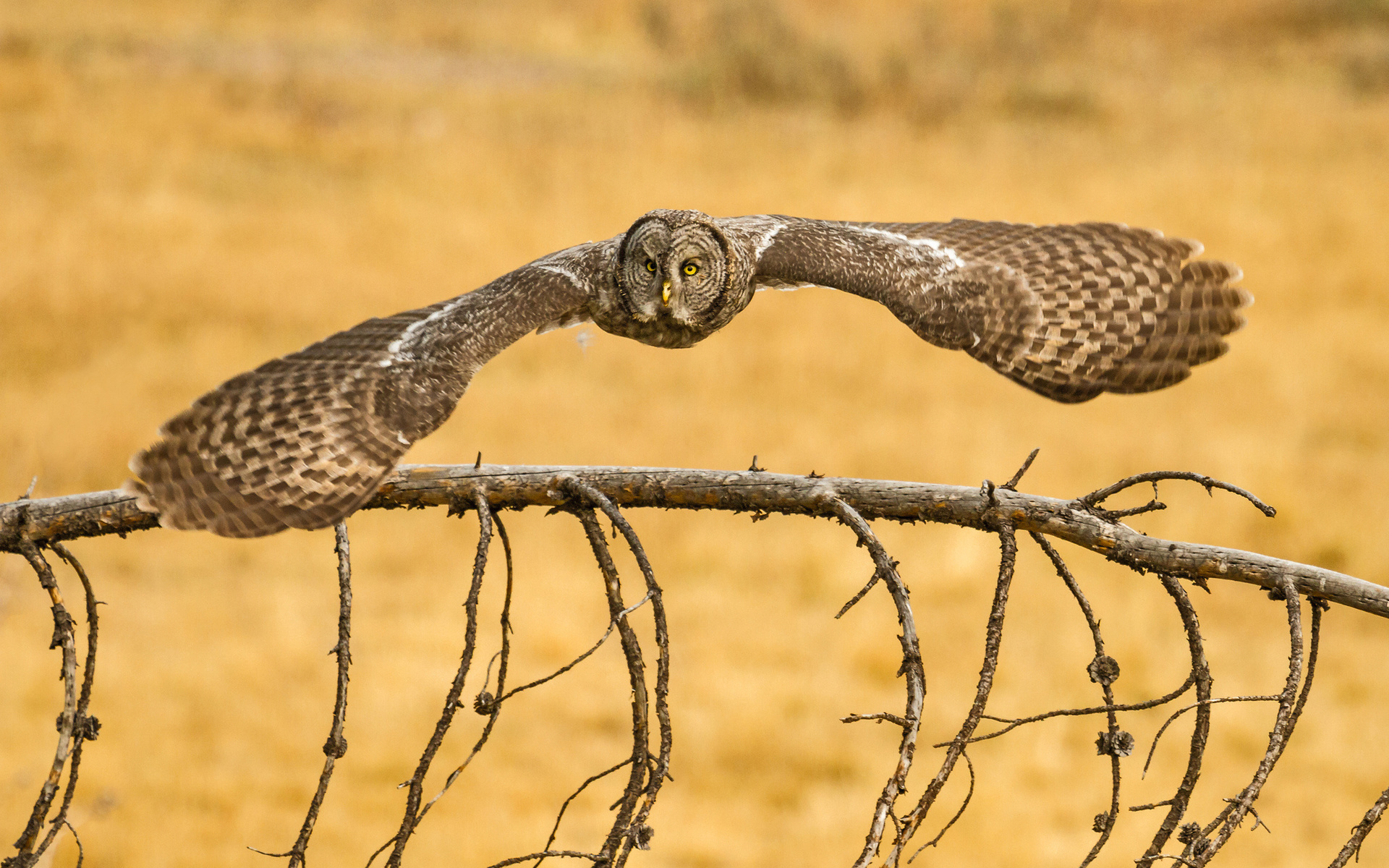 lapland owl, , , great grey owl,  , owl, predator