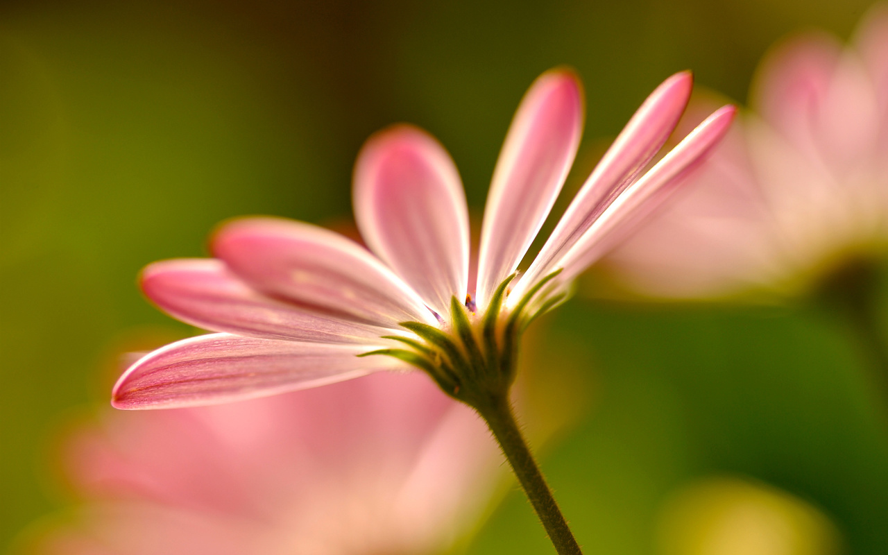 Flowers, macro, , , petals, , pink, 