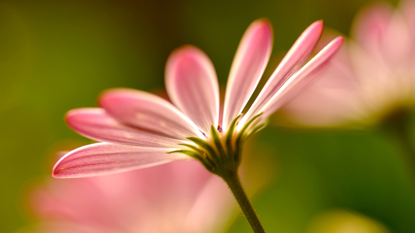 Flowers, macro, , , petals, , pink, 