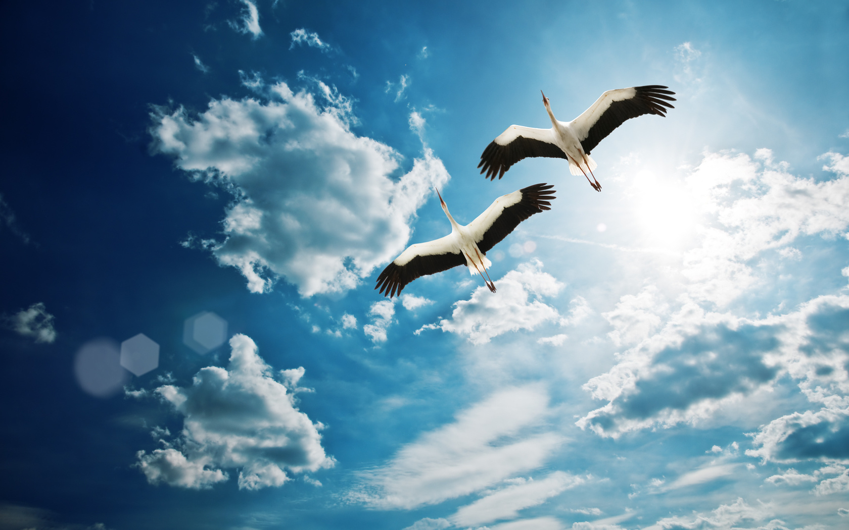 beautiful, clouds, , fly, sky, , , birds, , Heron