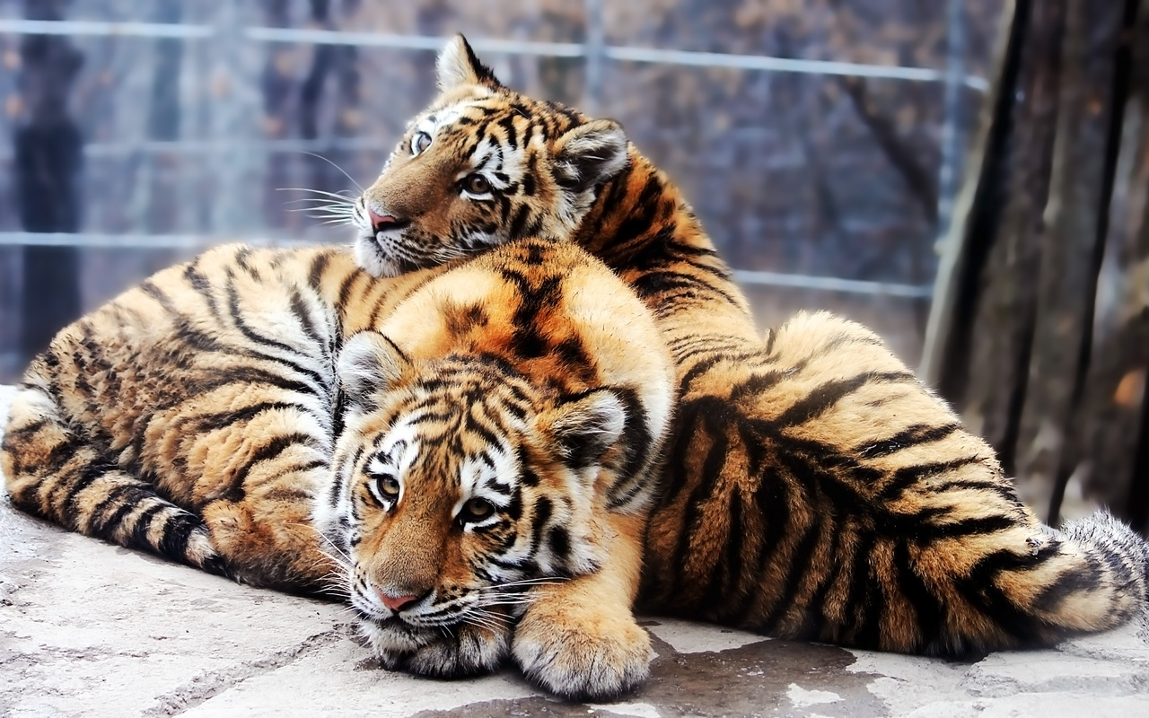 ,  , panthera tigris altaica