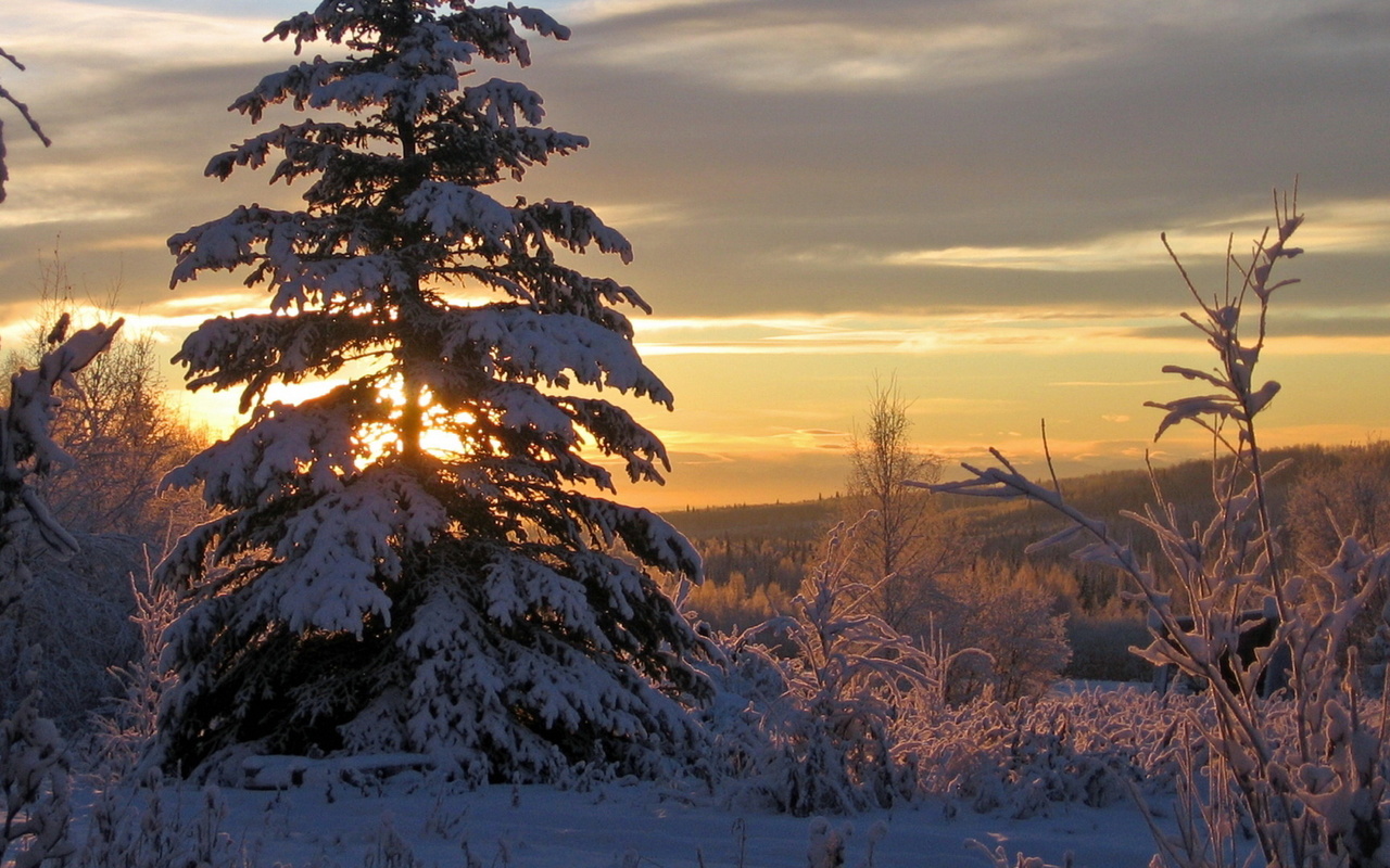 snow, trees, sunset, clouds