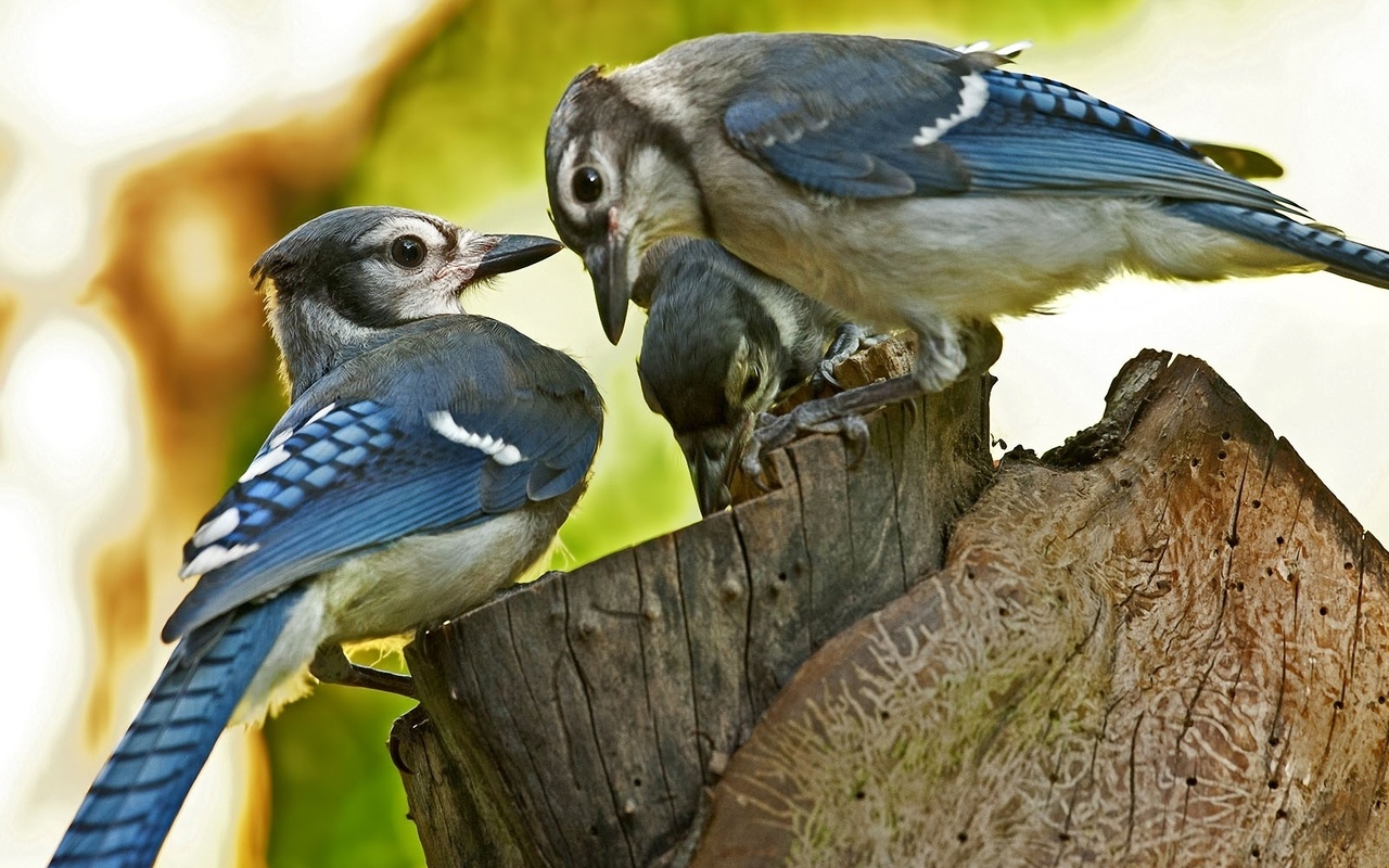 Blue jay, , , , , , 