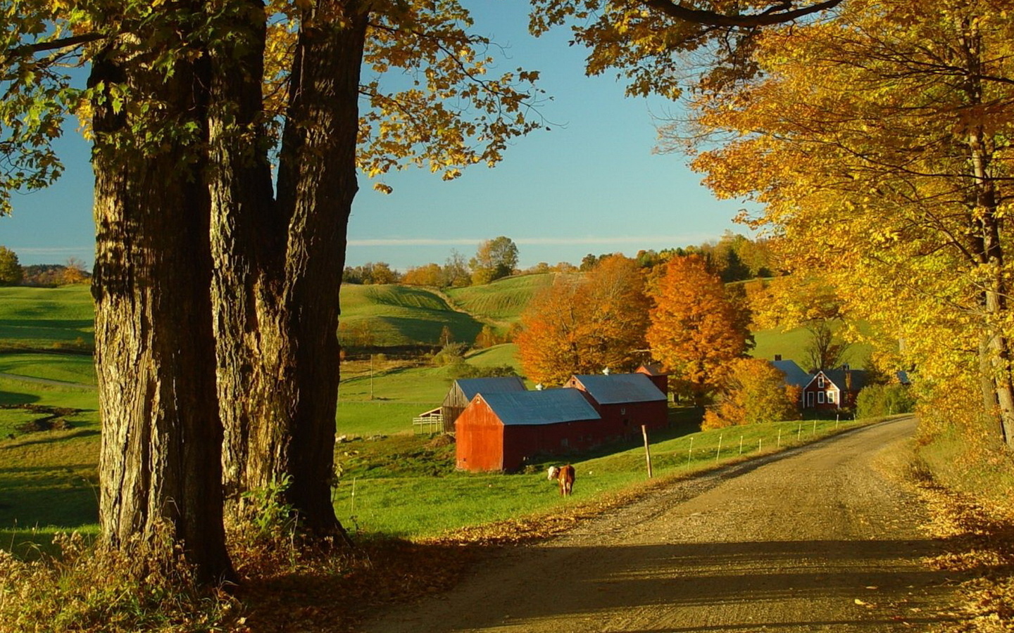 road, farm, trees