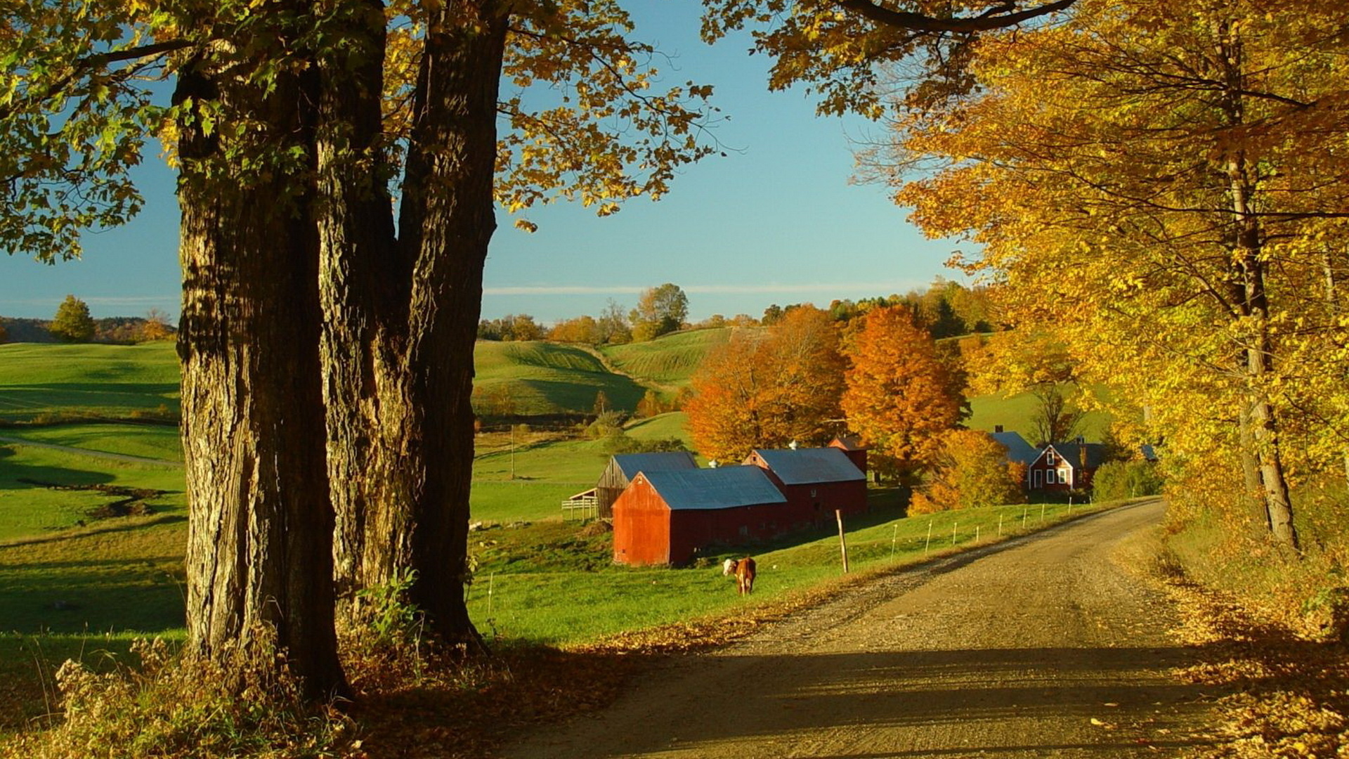 road, farm, trees