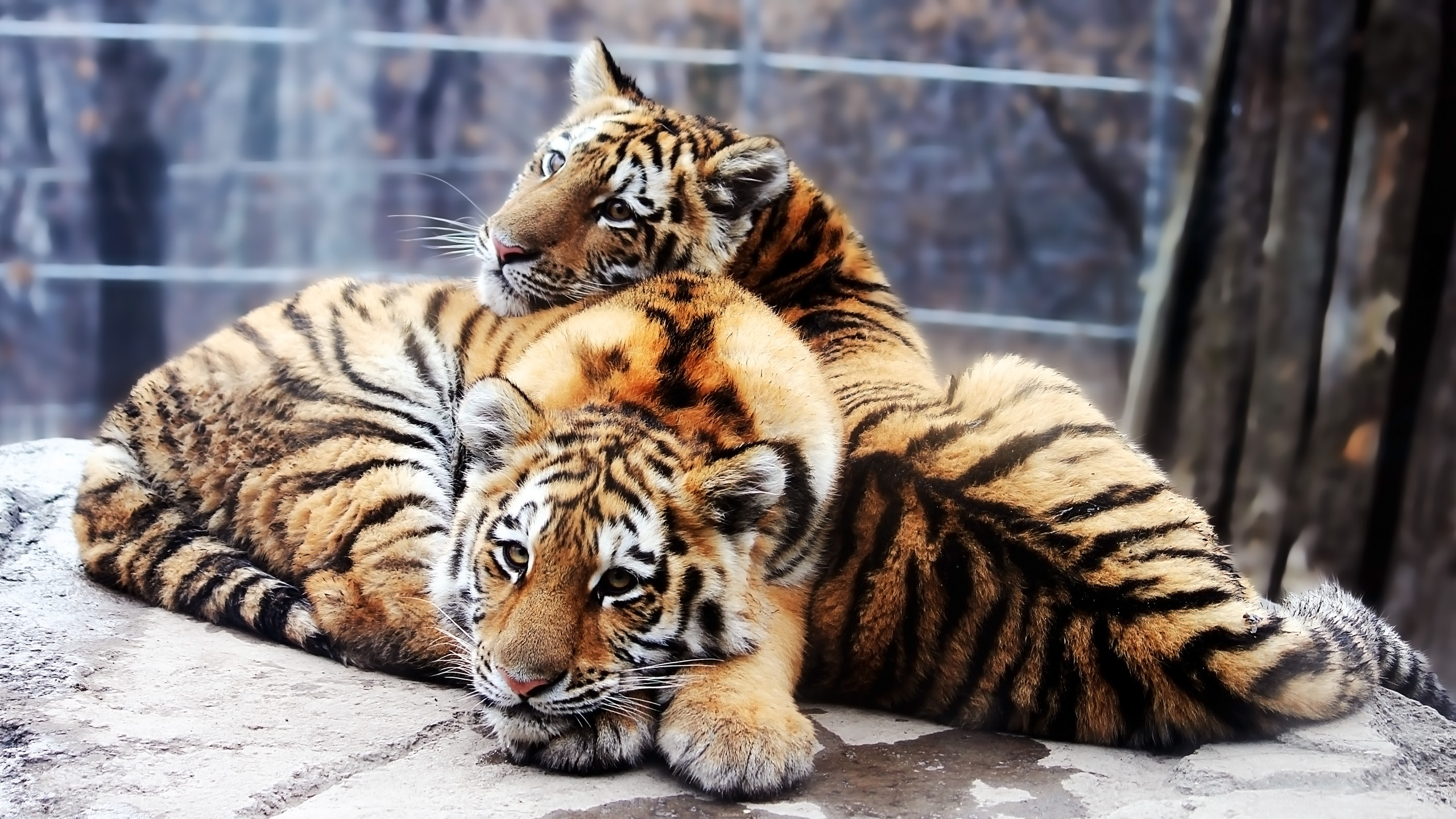 ,  , panthera tigris altaica