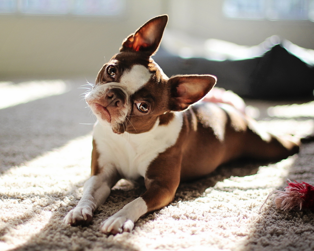 Red boston terrier, , 