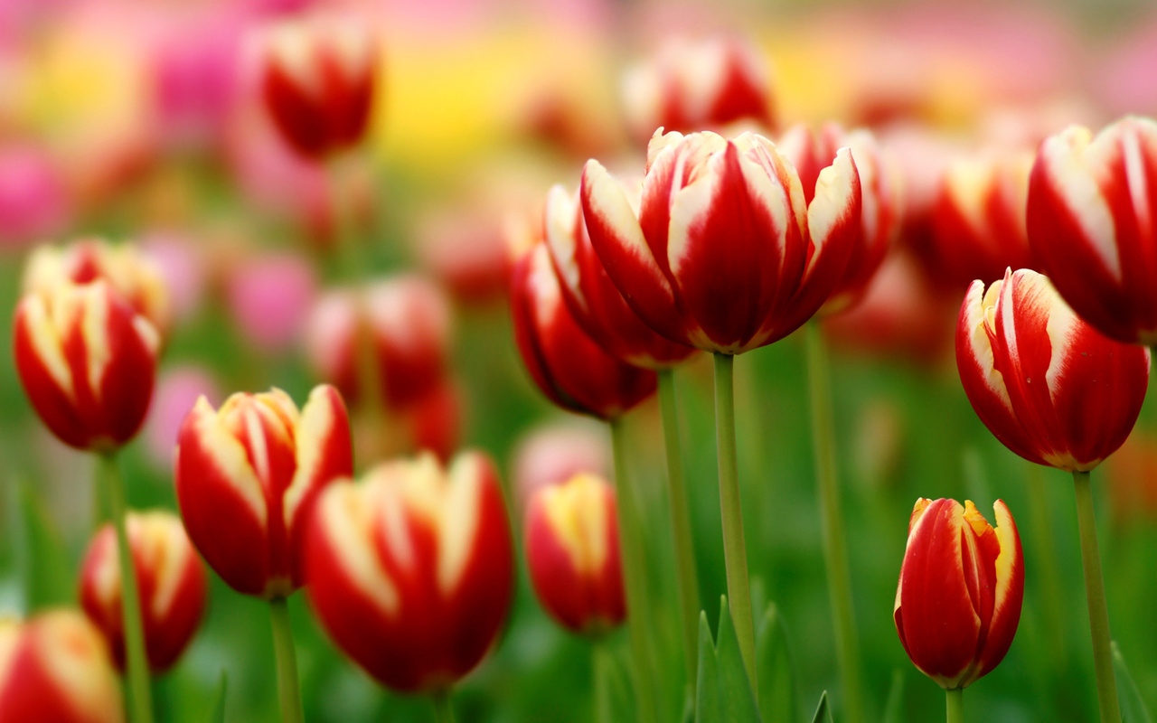 , tulips, 