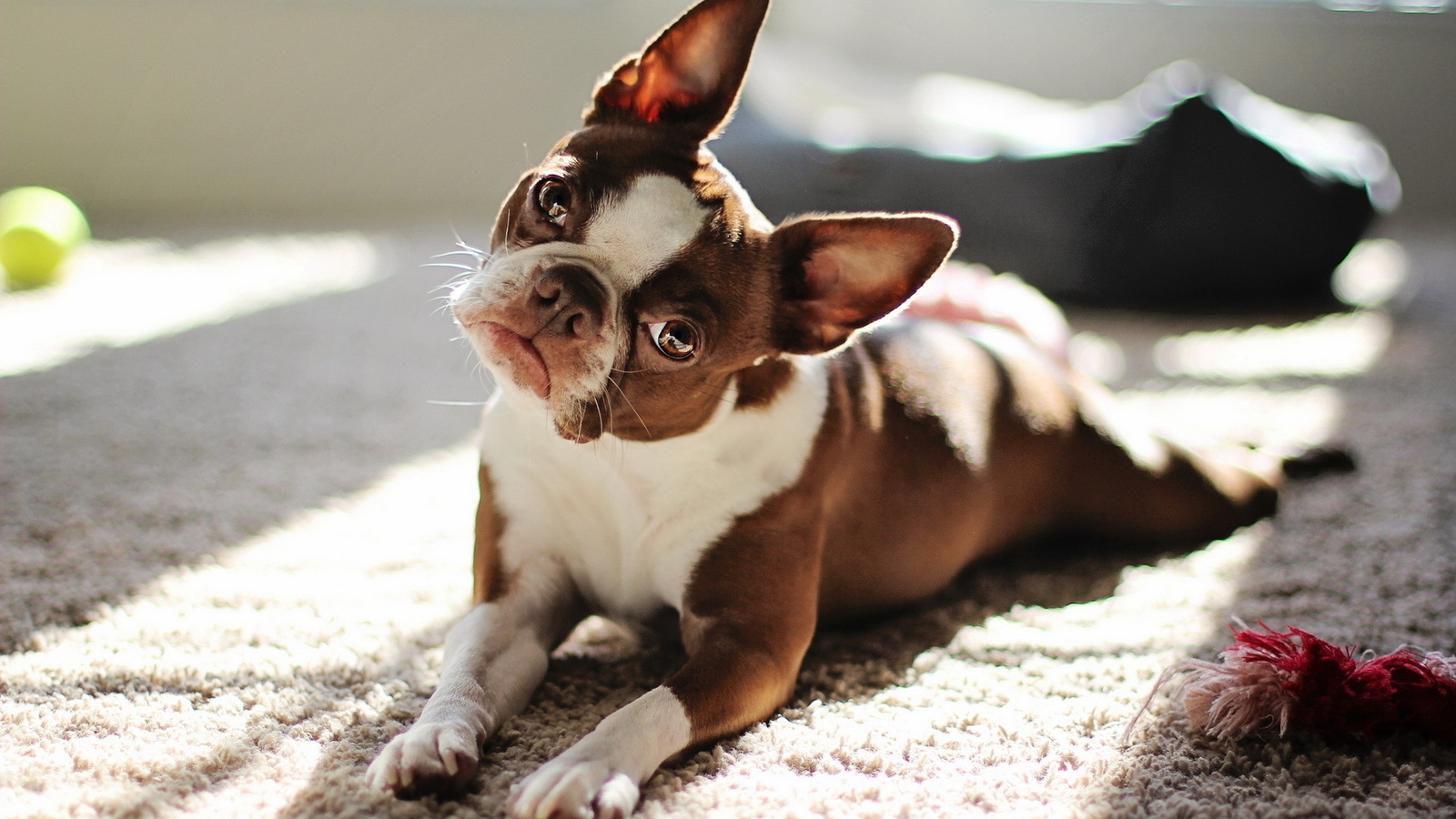 Red boston terrier, , 