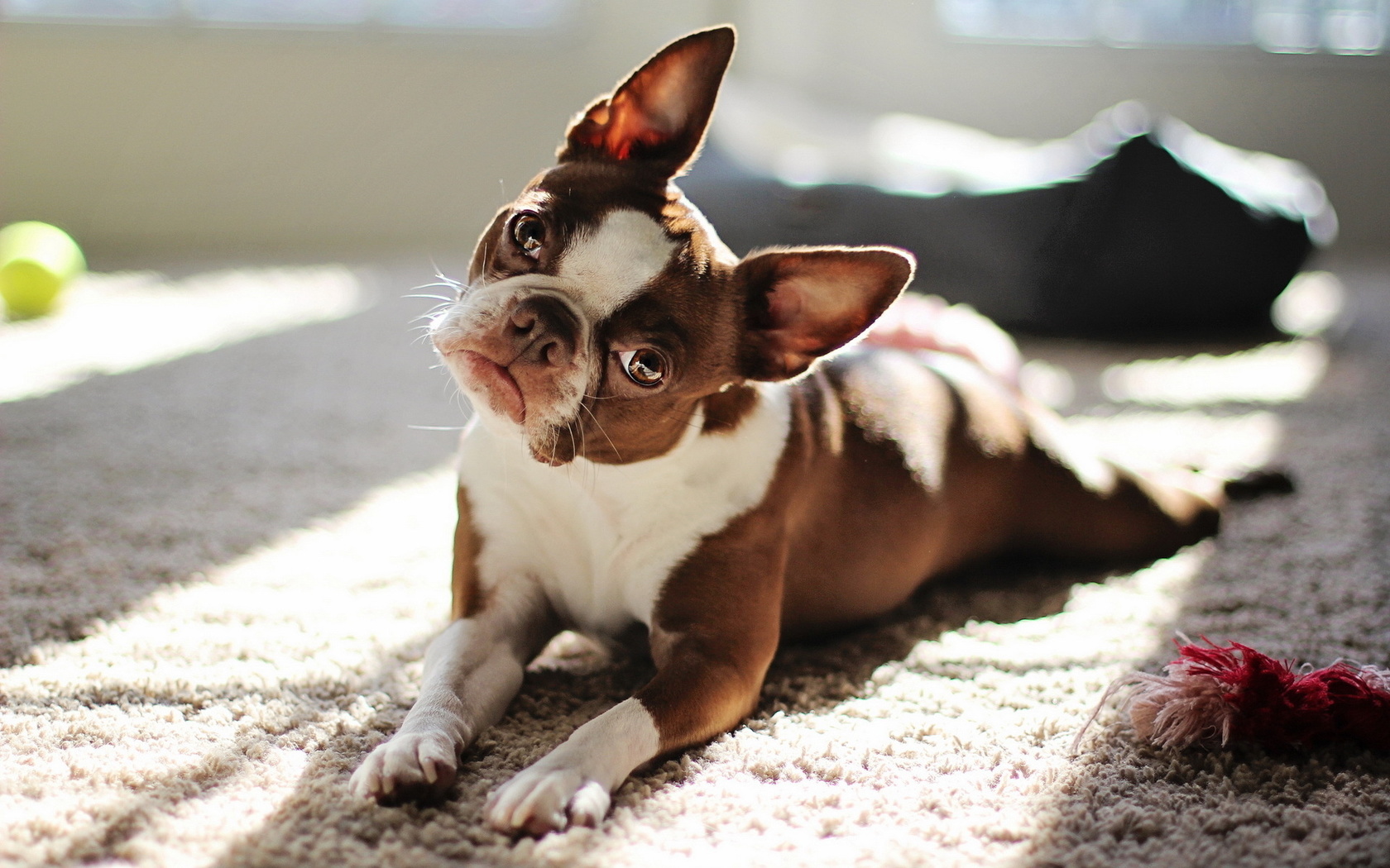 Red boston terrier, , 