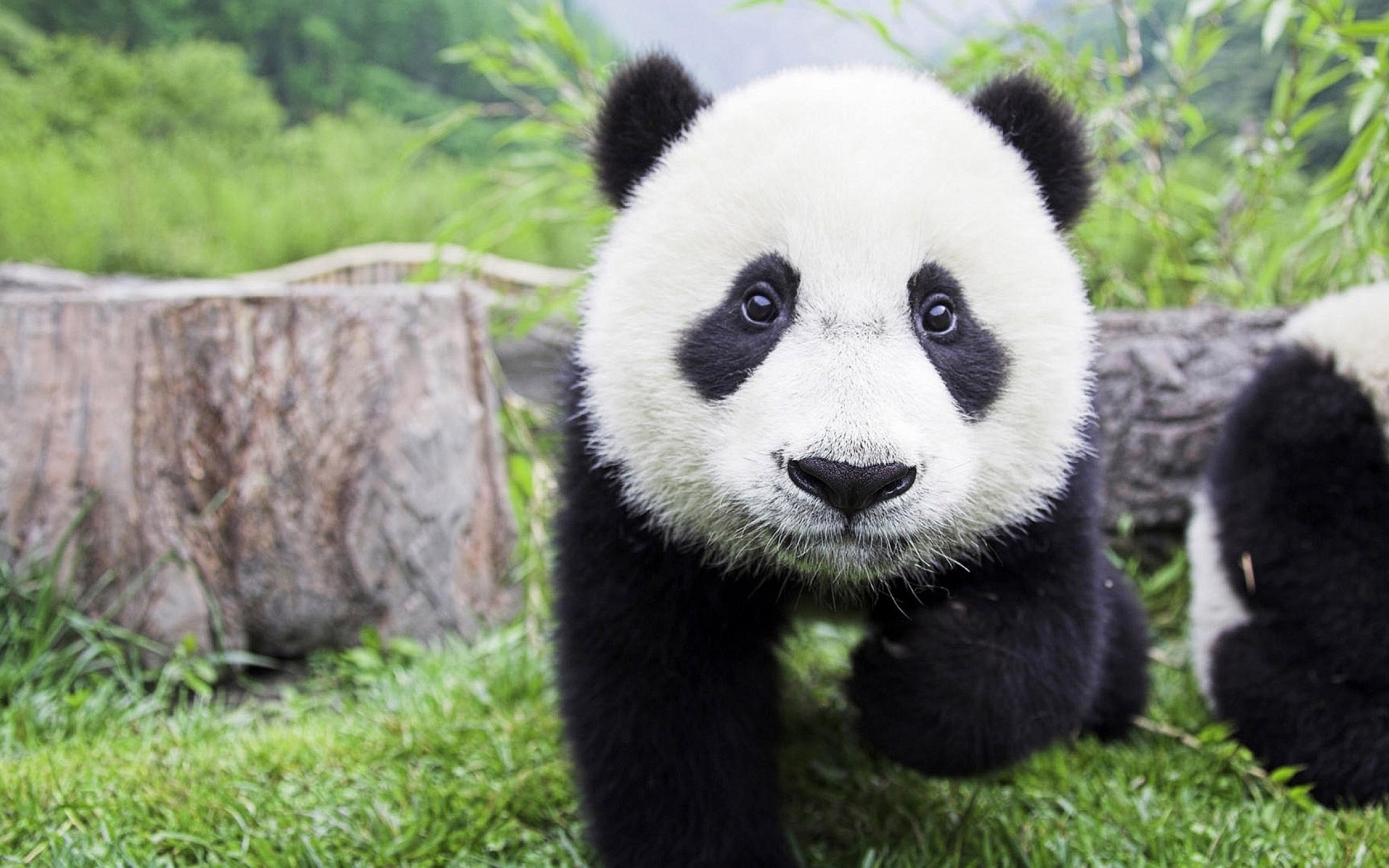 animals, panda, baby, , , 