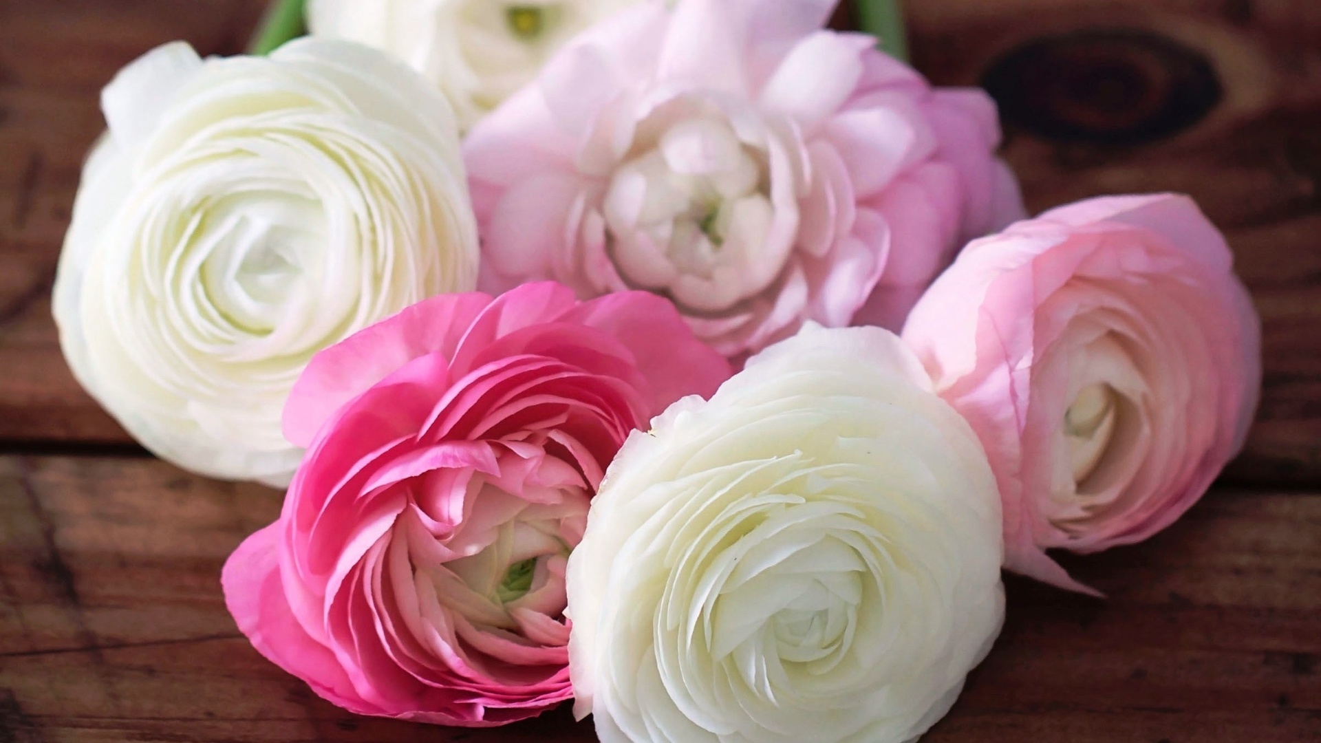 , ranunculus, , , , , 