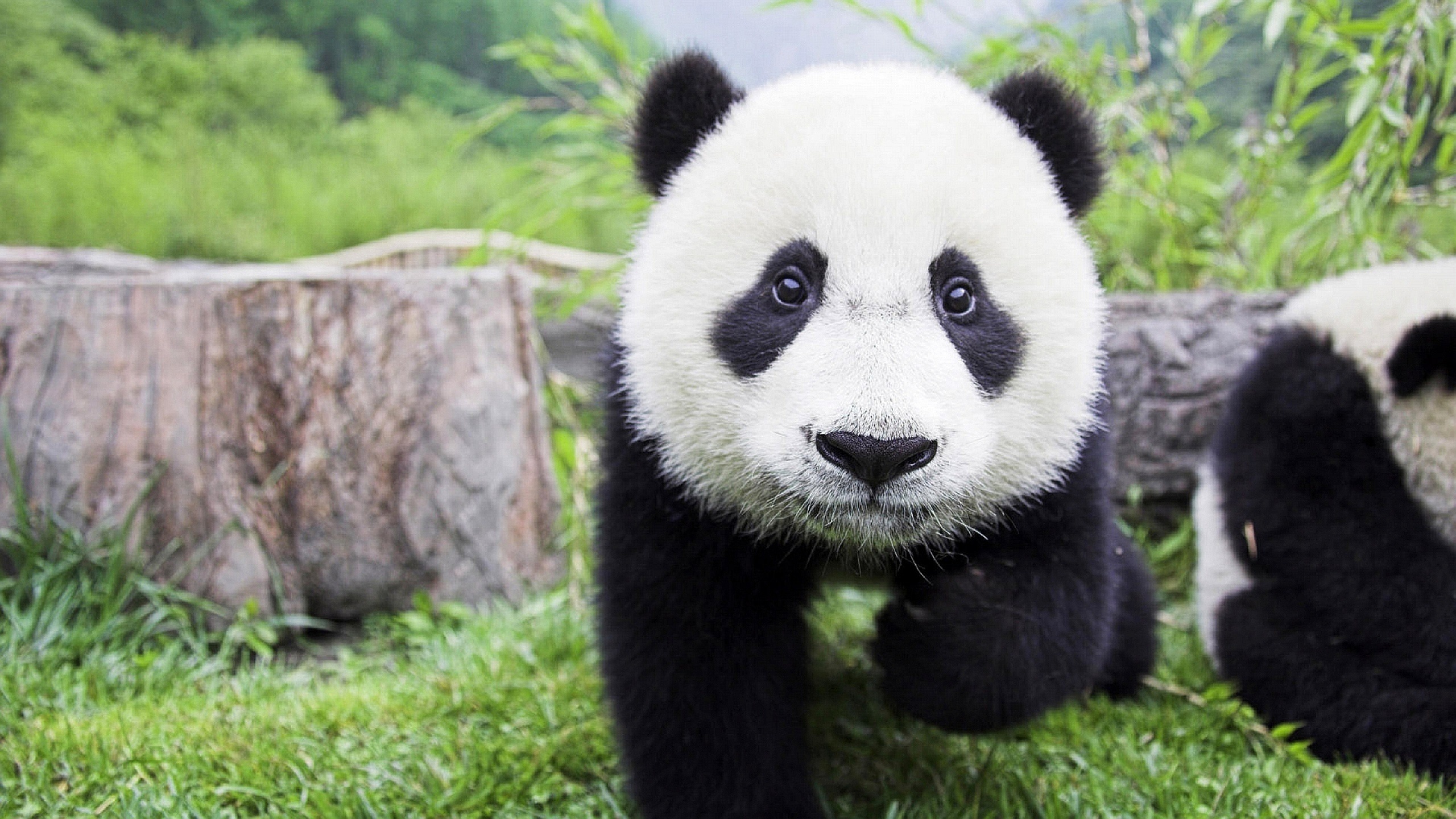 animals, panda, baby, , , 