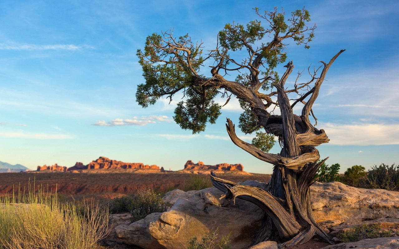 ancient pine tree, arches national park, utah