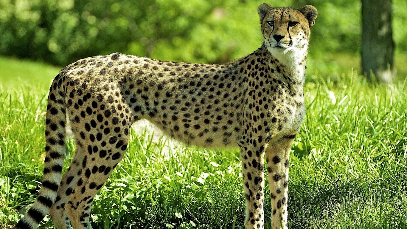 , , Guepard, cheetah, , 