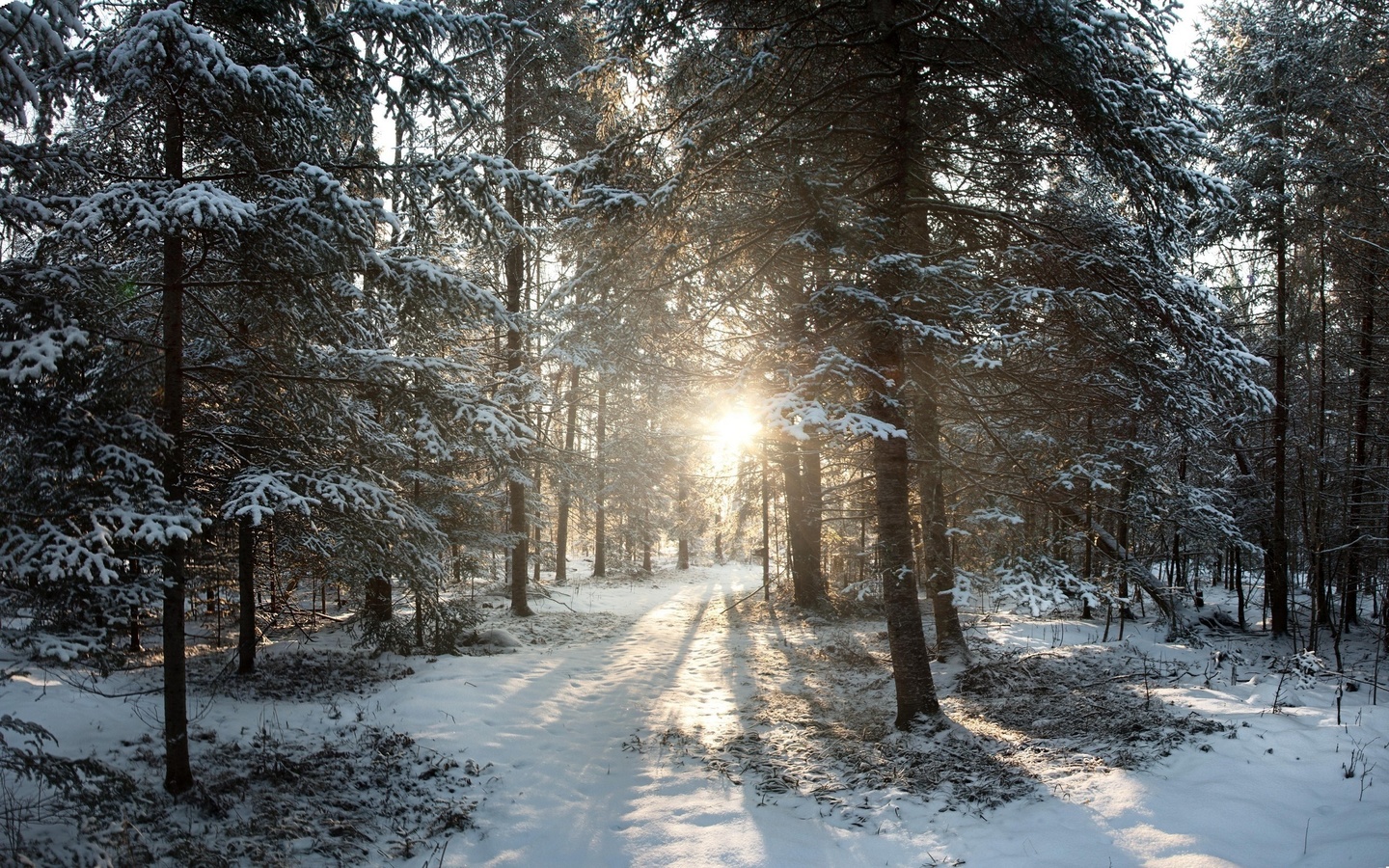 , United states, winter, wisconsin, northern woods, phillips, sunrise