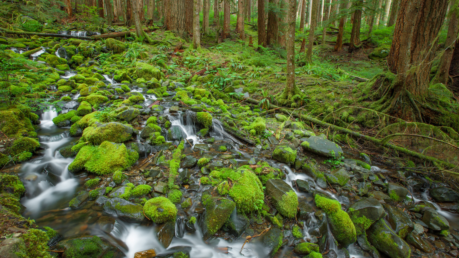 , , , , , Olympic national park