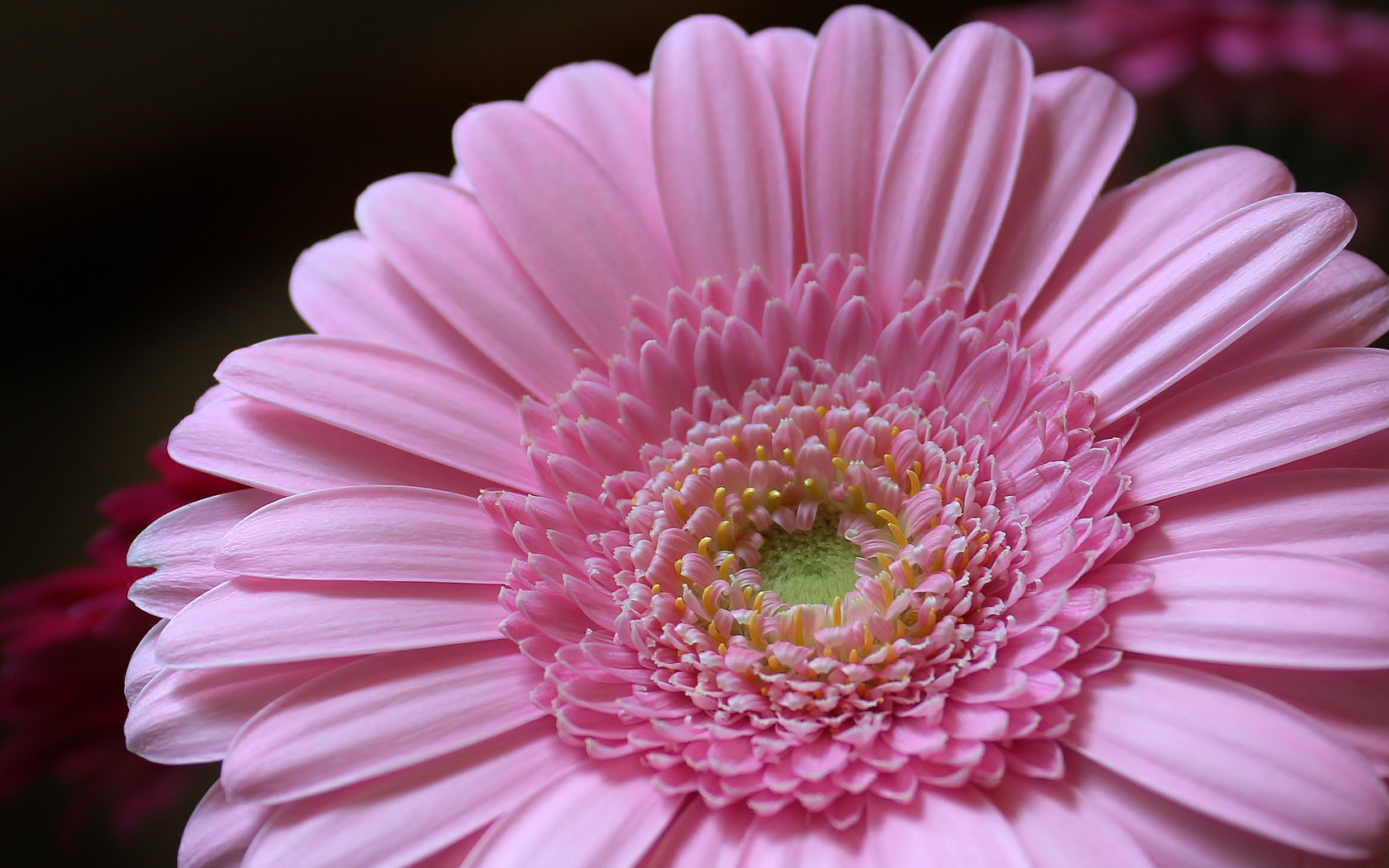 , petals, pink, flower, , , , gerbera