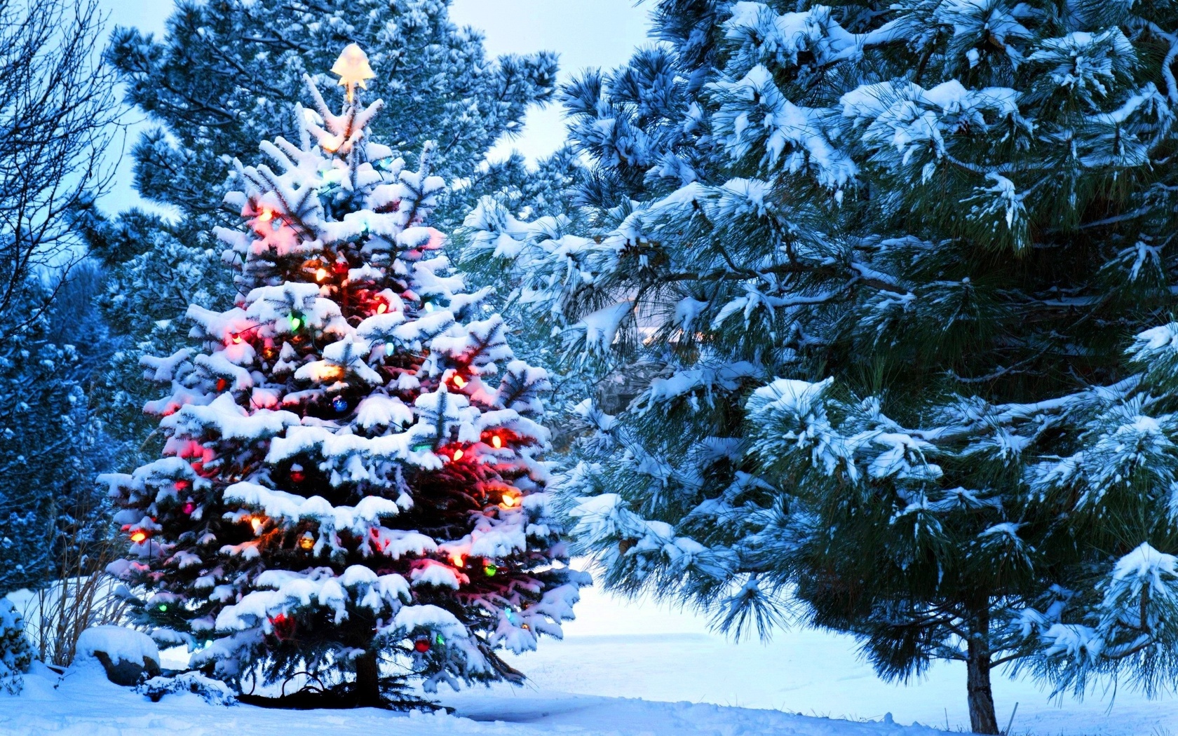 christmas, snow, holidays, new year, santa, tree, lights, nature