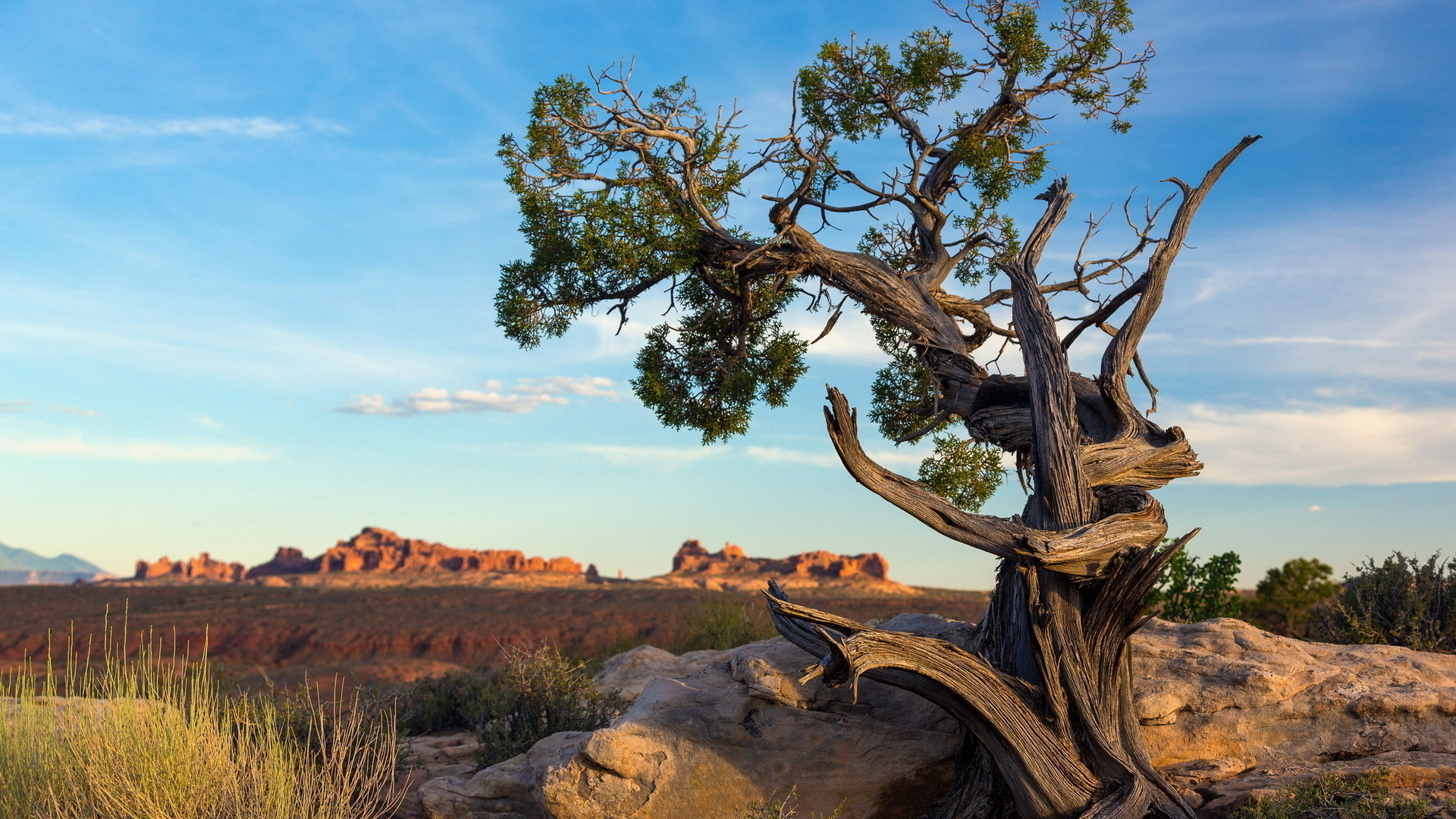 ancient pine tree, arches national park, utah