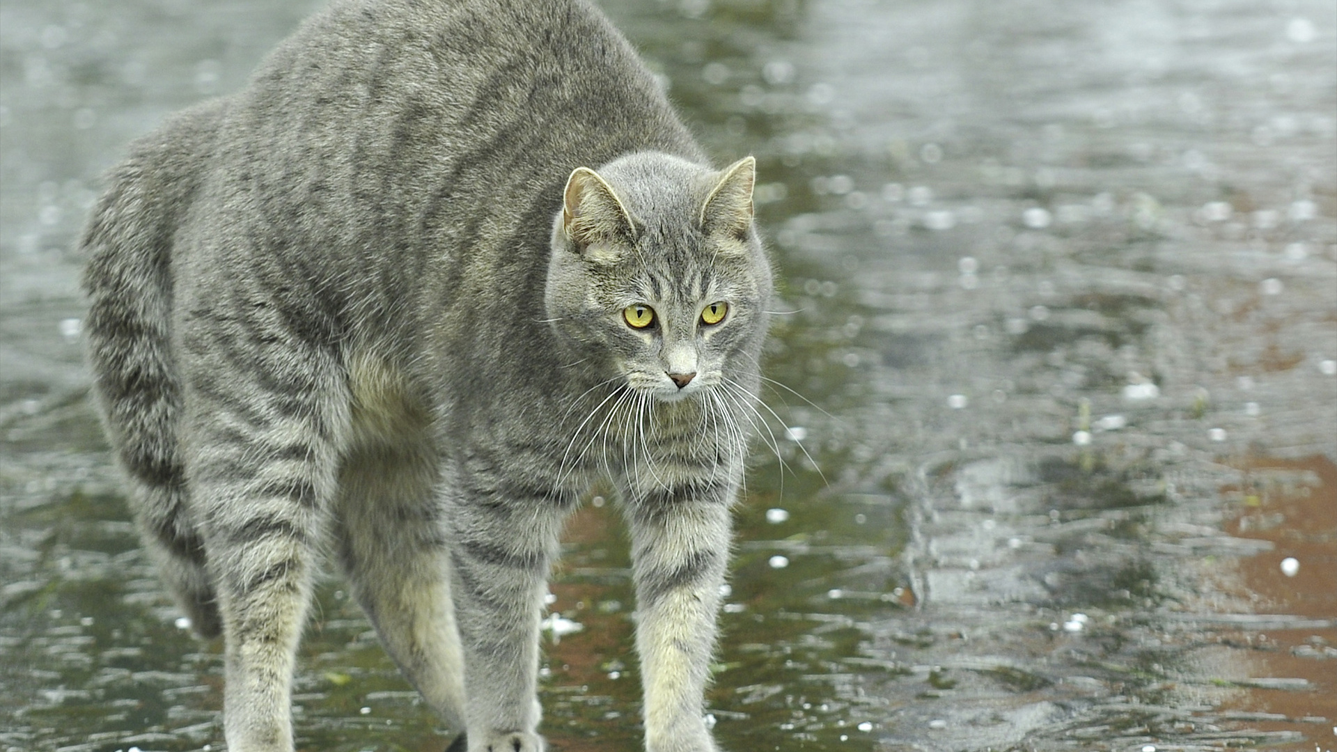 Картинка кот со спины