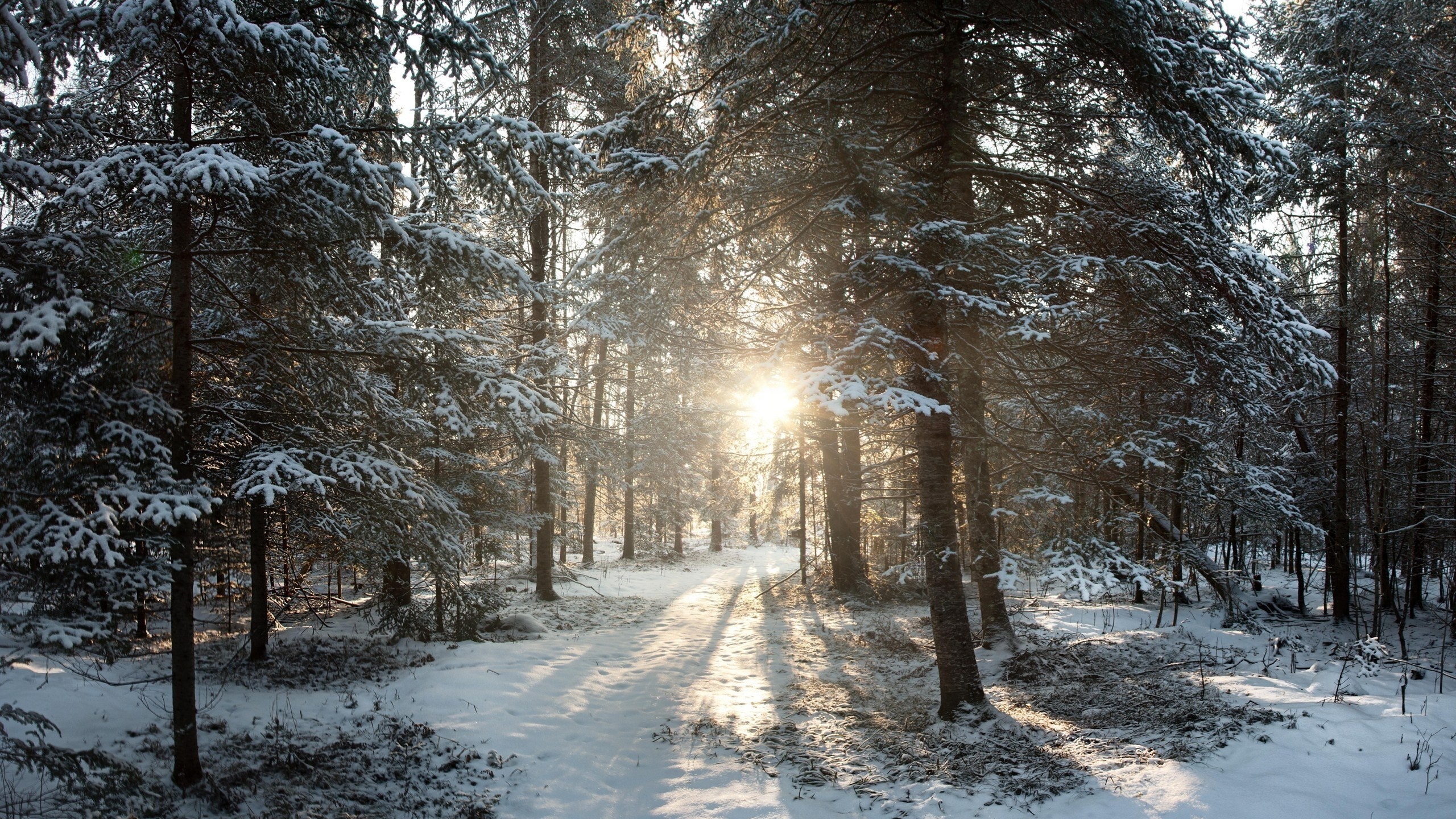 , United states, winter, wisconsin, northern woods, phillips, sunrise