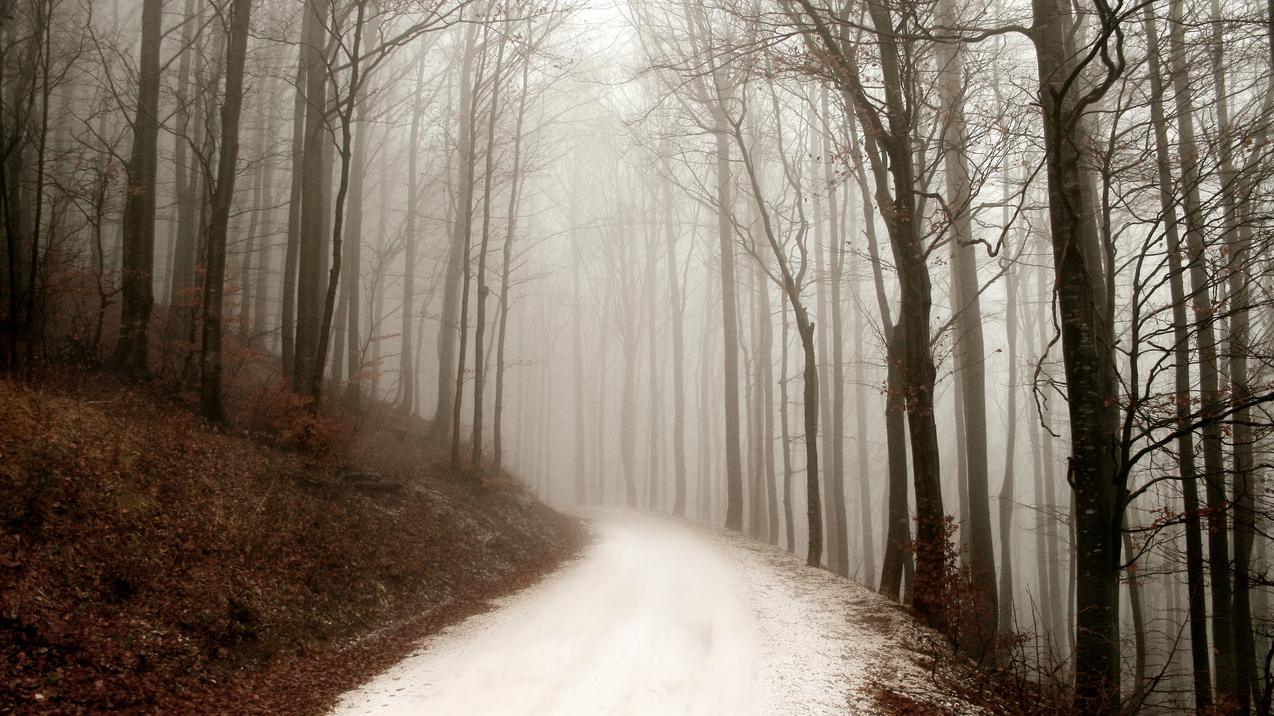 , winter, , , ,  , forest, path