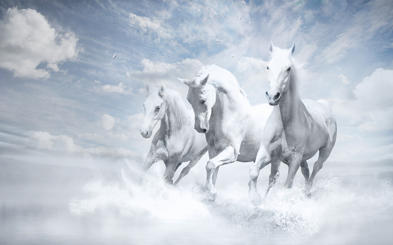 white horses,  , , ,