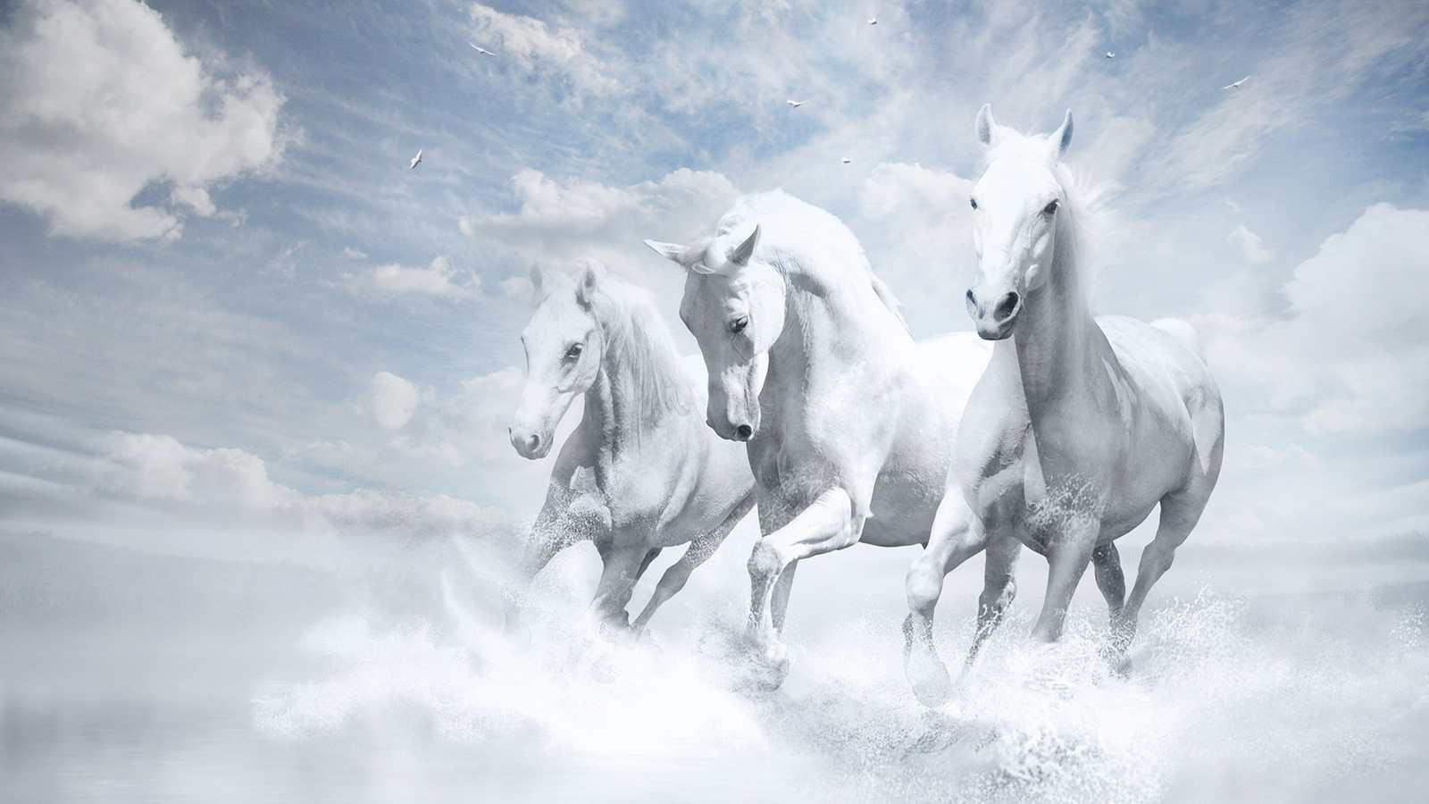 white horses,  , , ,